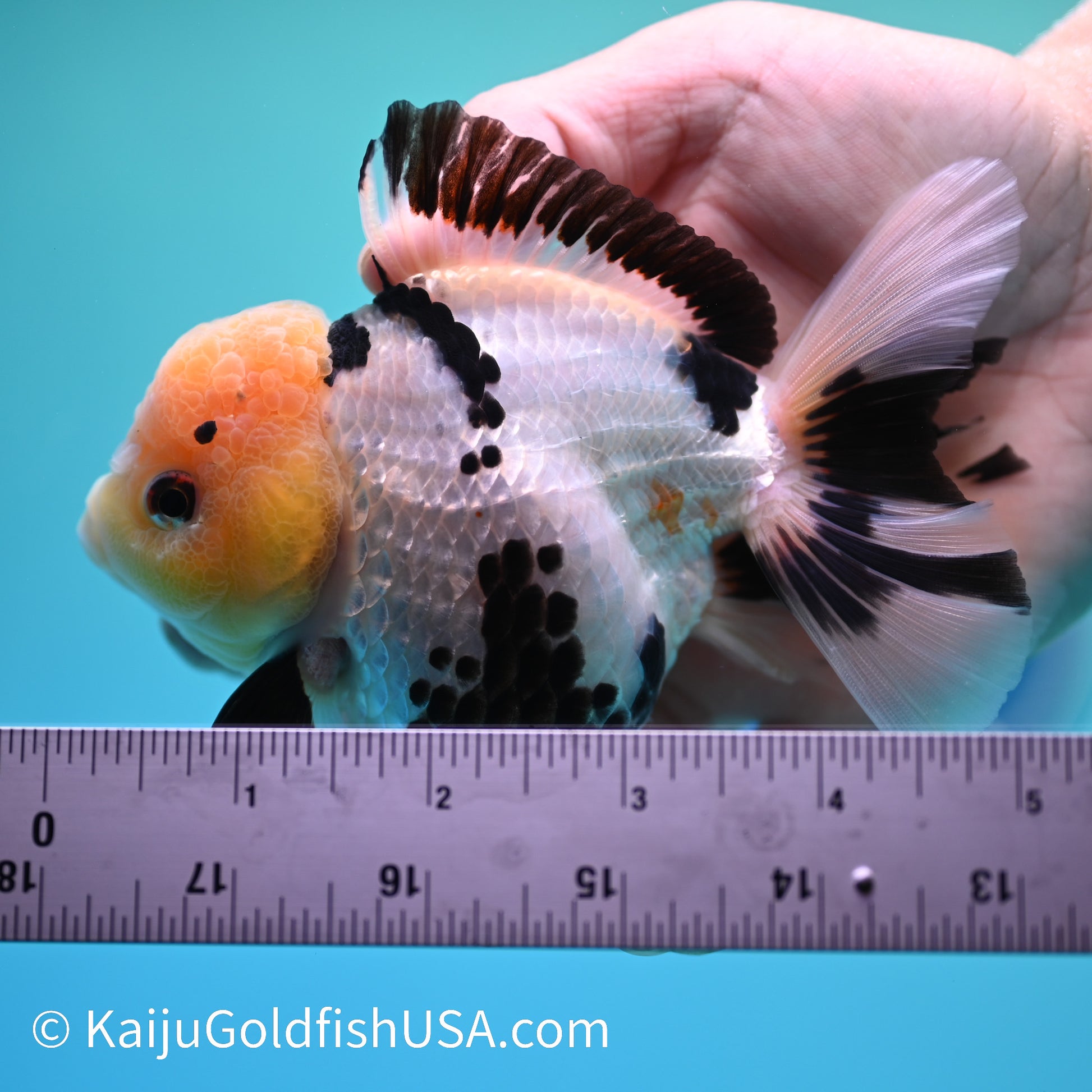 Panda Oranda 5 inches(240510_OR01) - Kaiju Goldfish USA