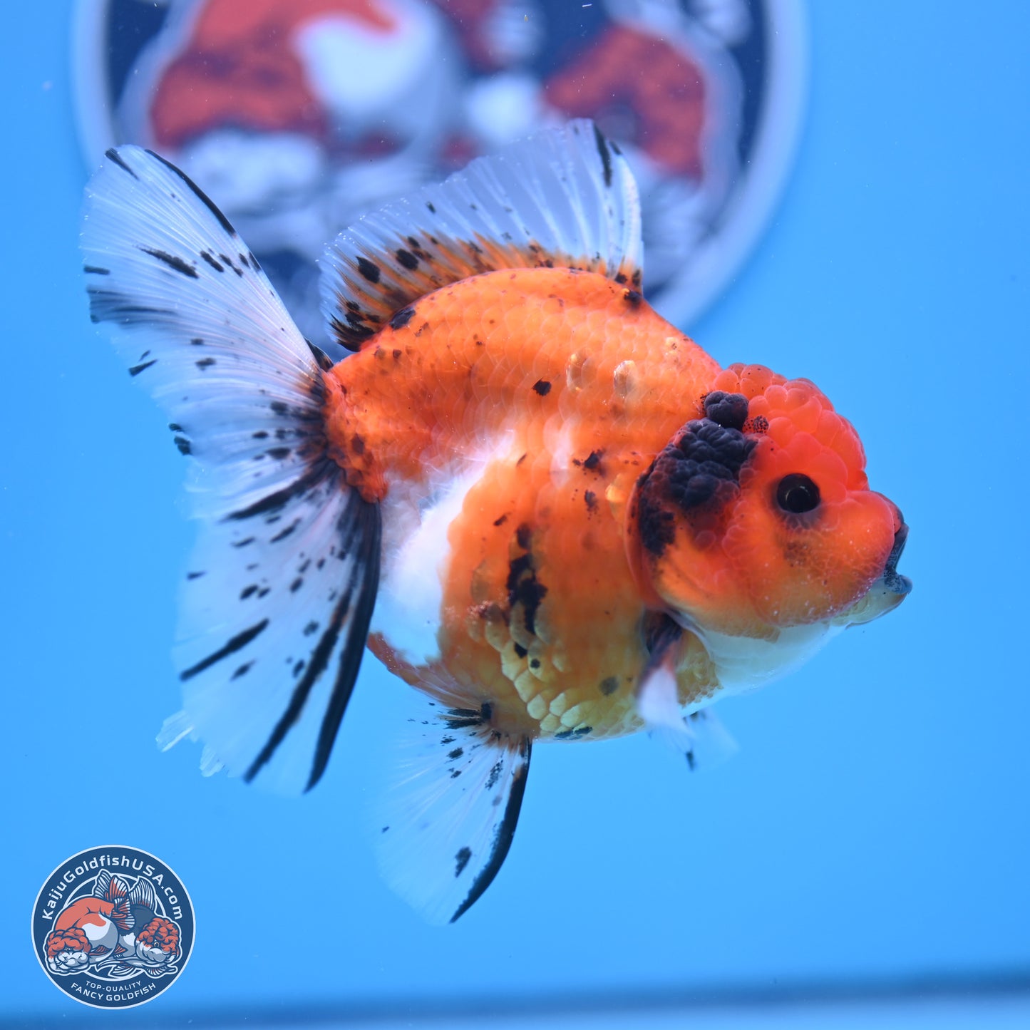 Shogun Tricolor Rose Tail Sakura Oranda 3.5in Body (240802_OR01) - Kaiju Goldfish USA