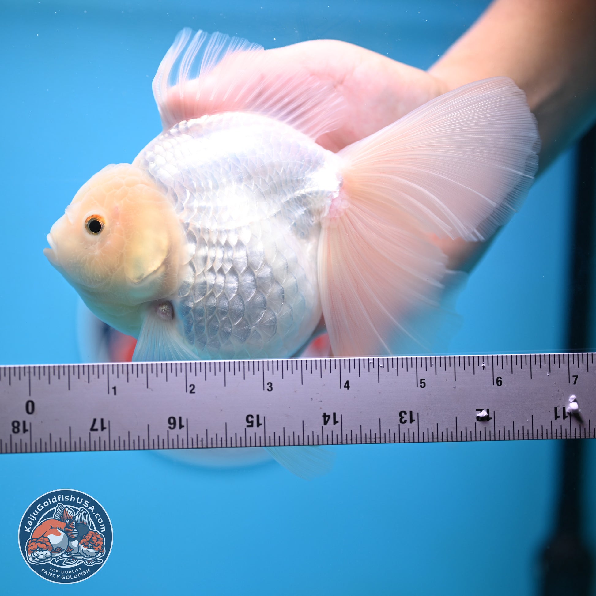 Snow White Rose Tail Oranda 4-7 inches (240906_OR01) - Kaiju Goldfish USA