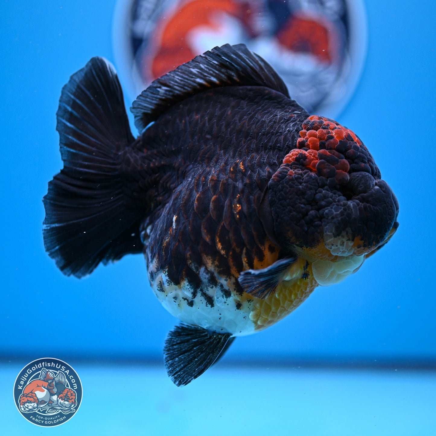 Jumbo Shogun Godzilla Kirin Oranda 5in Body (240823_OR1) - Overnight shipping only - Kaiju Goldfish USA