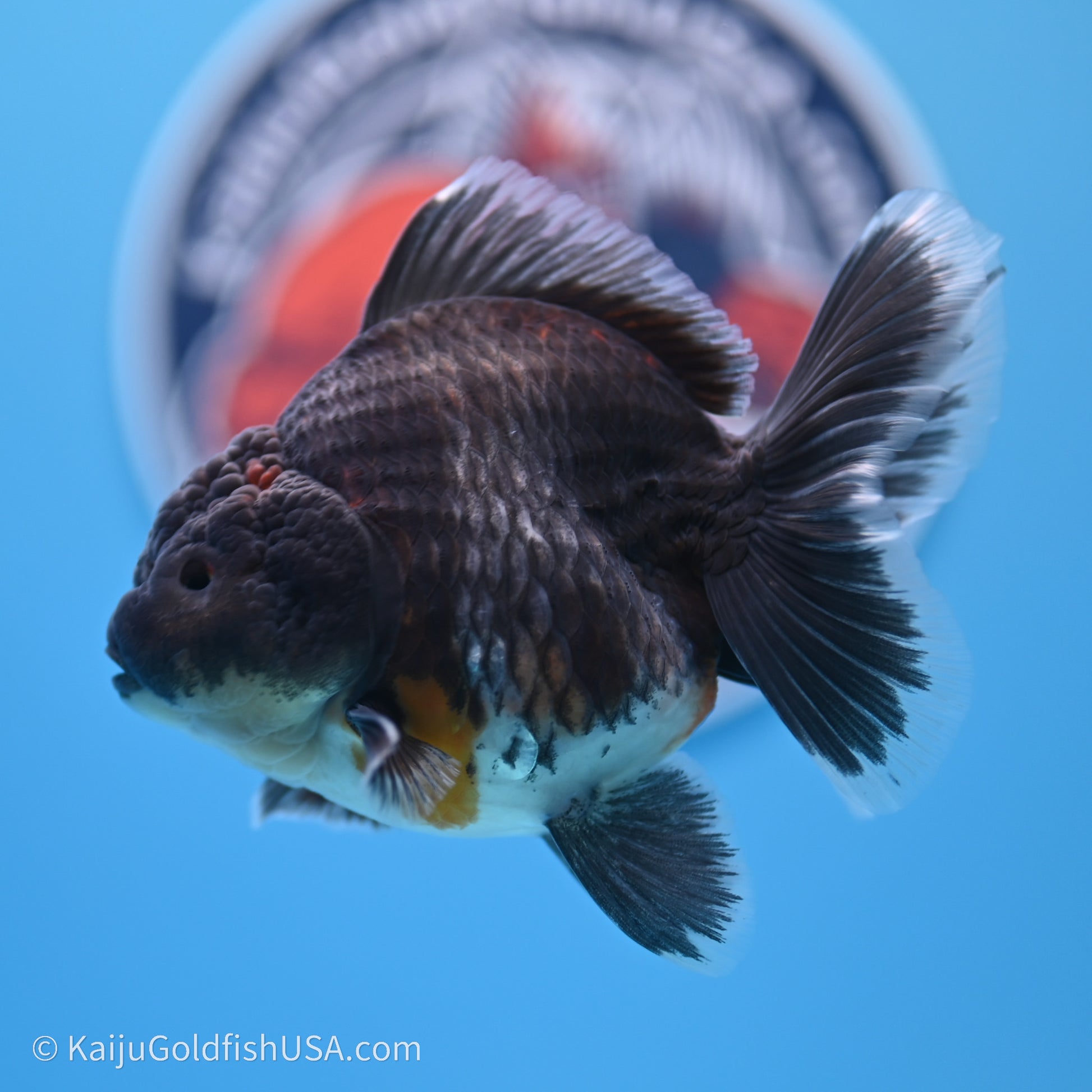 Shogun Godzilla Kirin Oranda 3.5in Body (240719_OR01) - Kaiju Goldfish USA