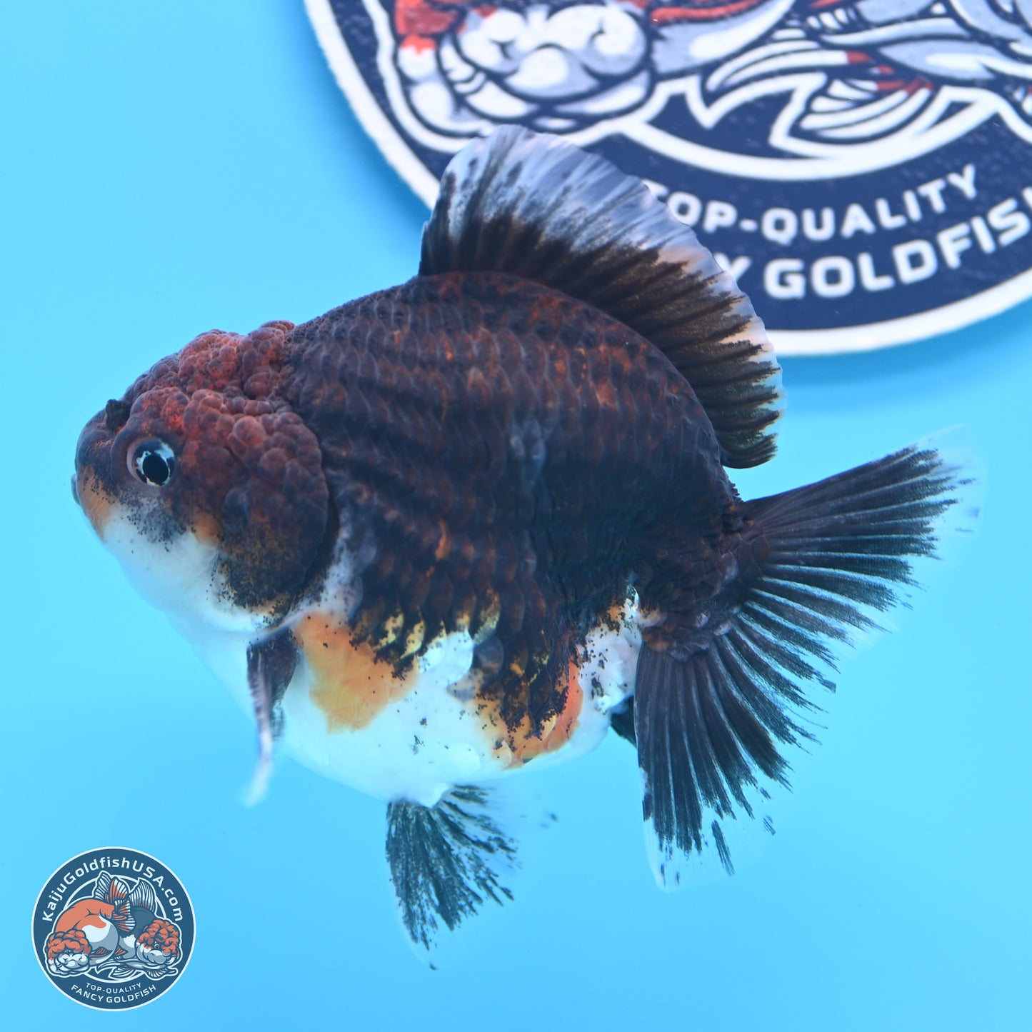 Shogun Kirin Oranda 3.5-4 inches (241004_OR01) - Kaiju Goldfish USA