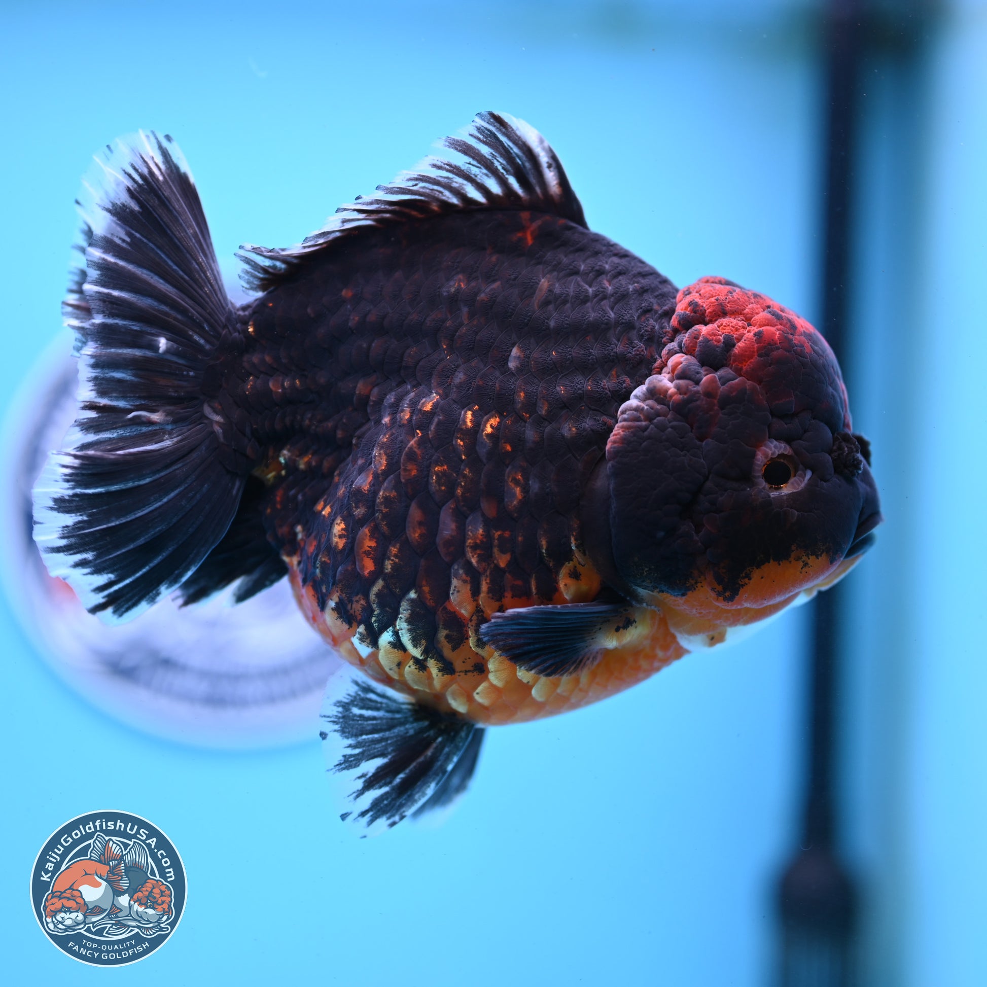 Super Jumbo Shogun Godzilla Red Kirin Oranda 7 inches (241025_OR01) - Kaiju Goldfish USA