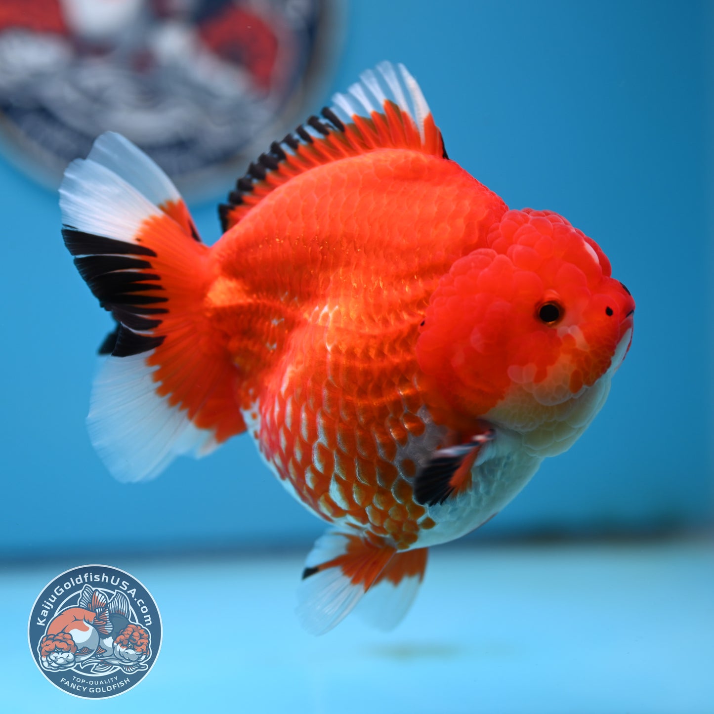 Jumbo Red White YuanBao Oranda 4.5 inches Body (250516_OR01)