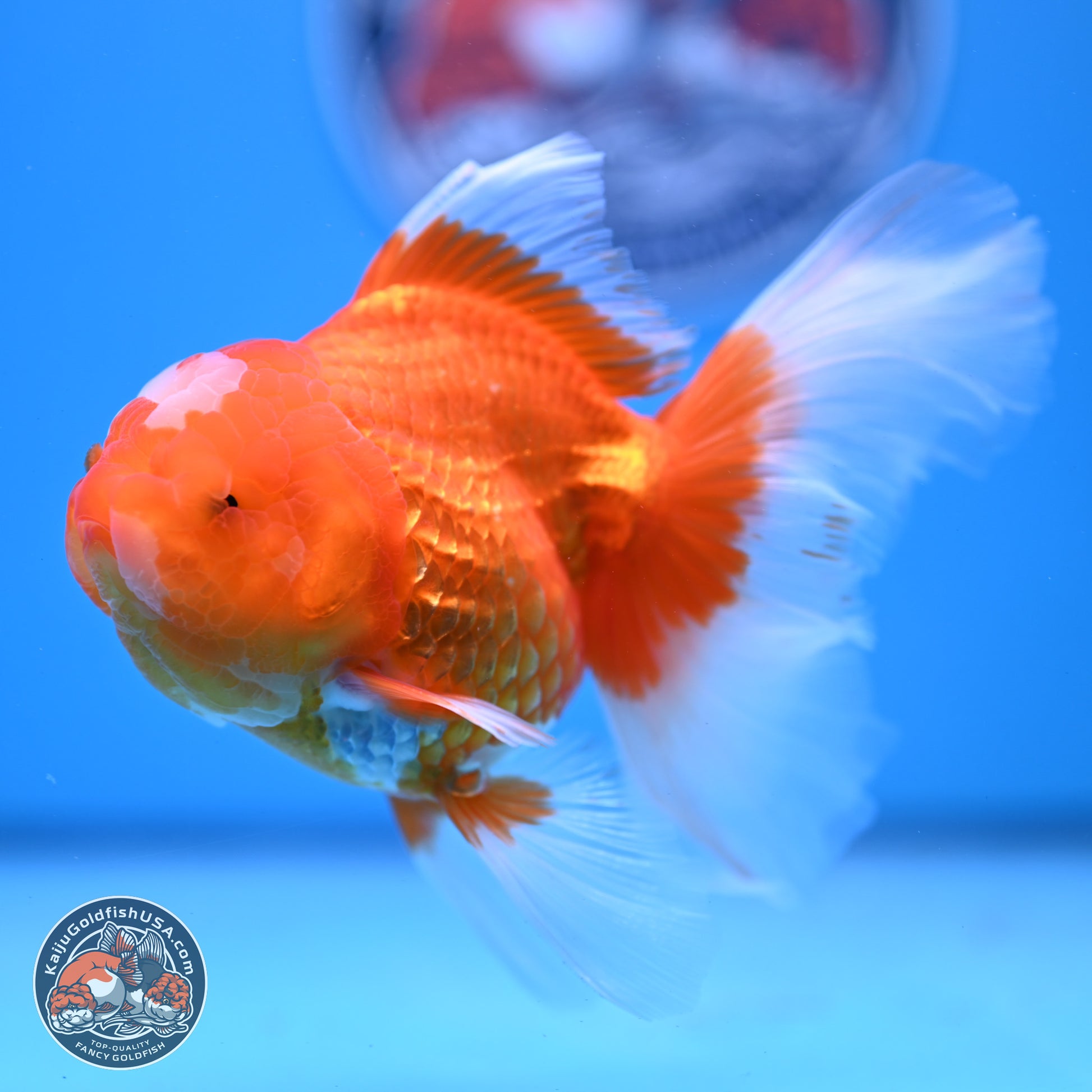 Jade Seal Red White Rose Tail Oranda 4-5 inches (240913_OR01) - Kaiju Goldfish USA