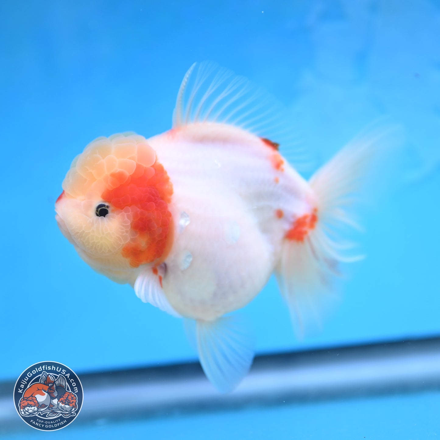 Sakura Rose Tail Oranda 4 inches Body - Female (250207_OR01)