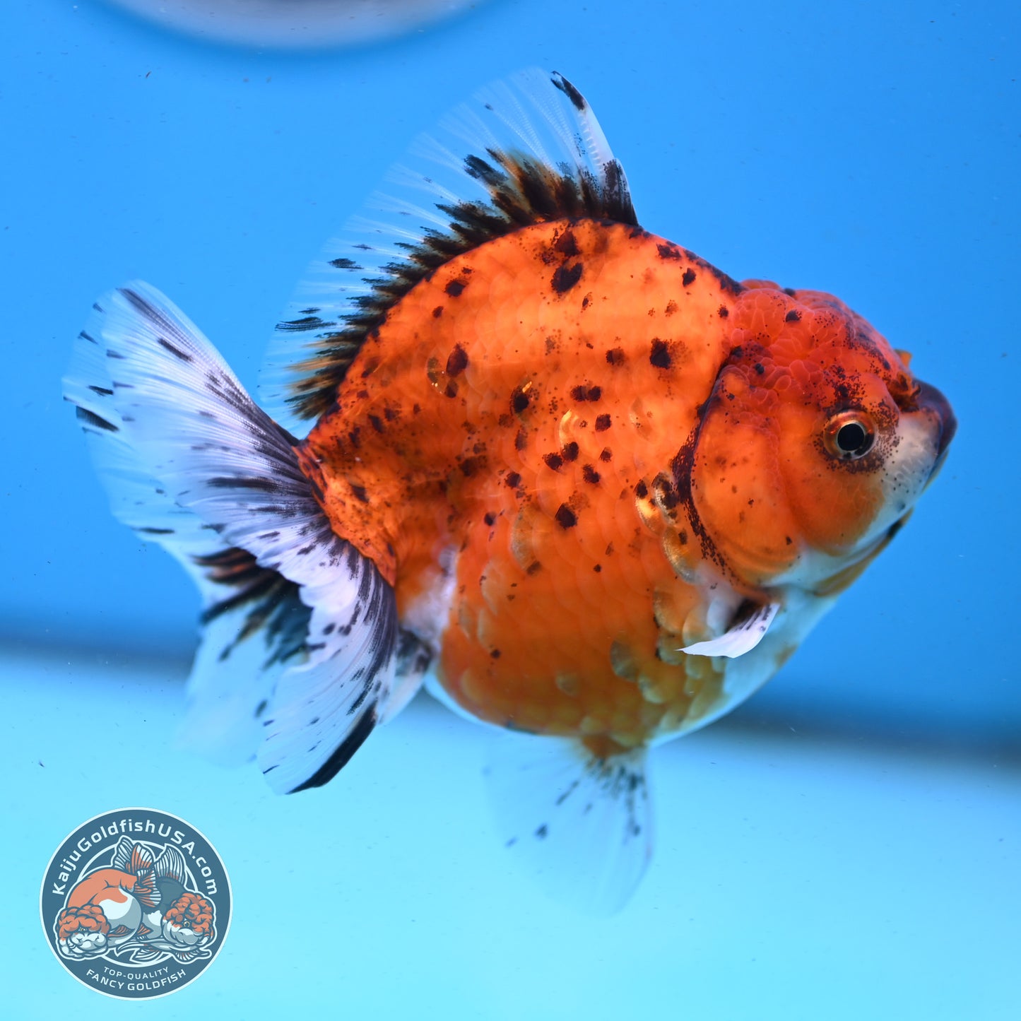 Shogun Tiger Oranda 3.8 inches Body - Female (250418_OR01)