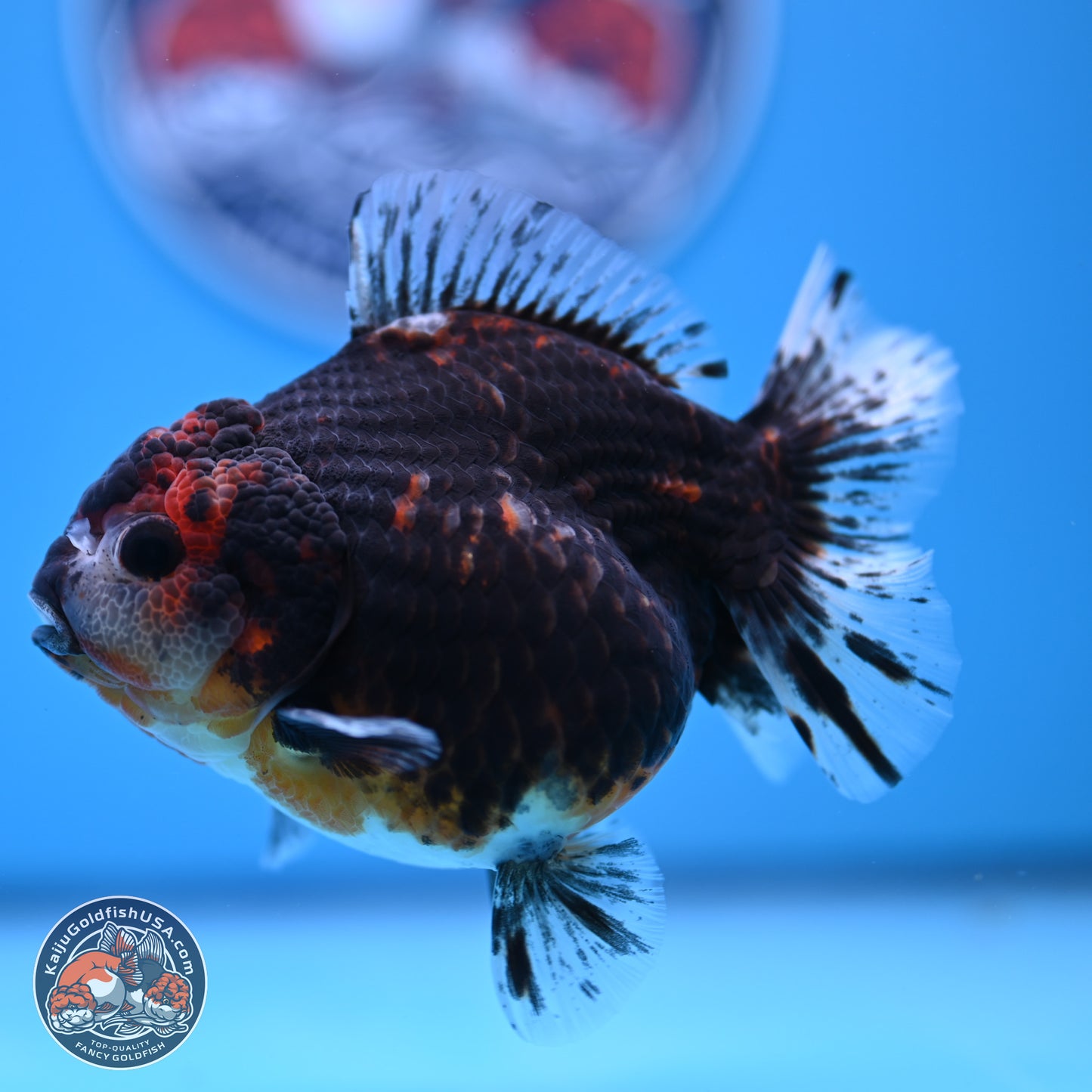 Shogun Kirin YuanBao Oranda 4in Body (240816_OR01) - Kaiju Goldfish USA