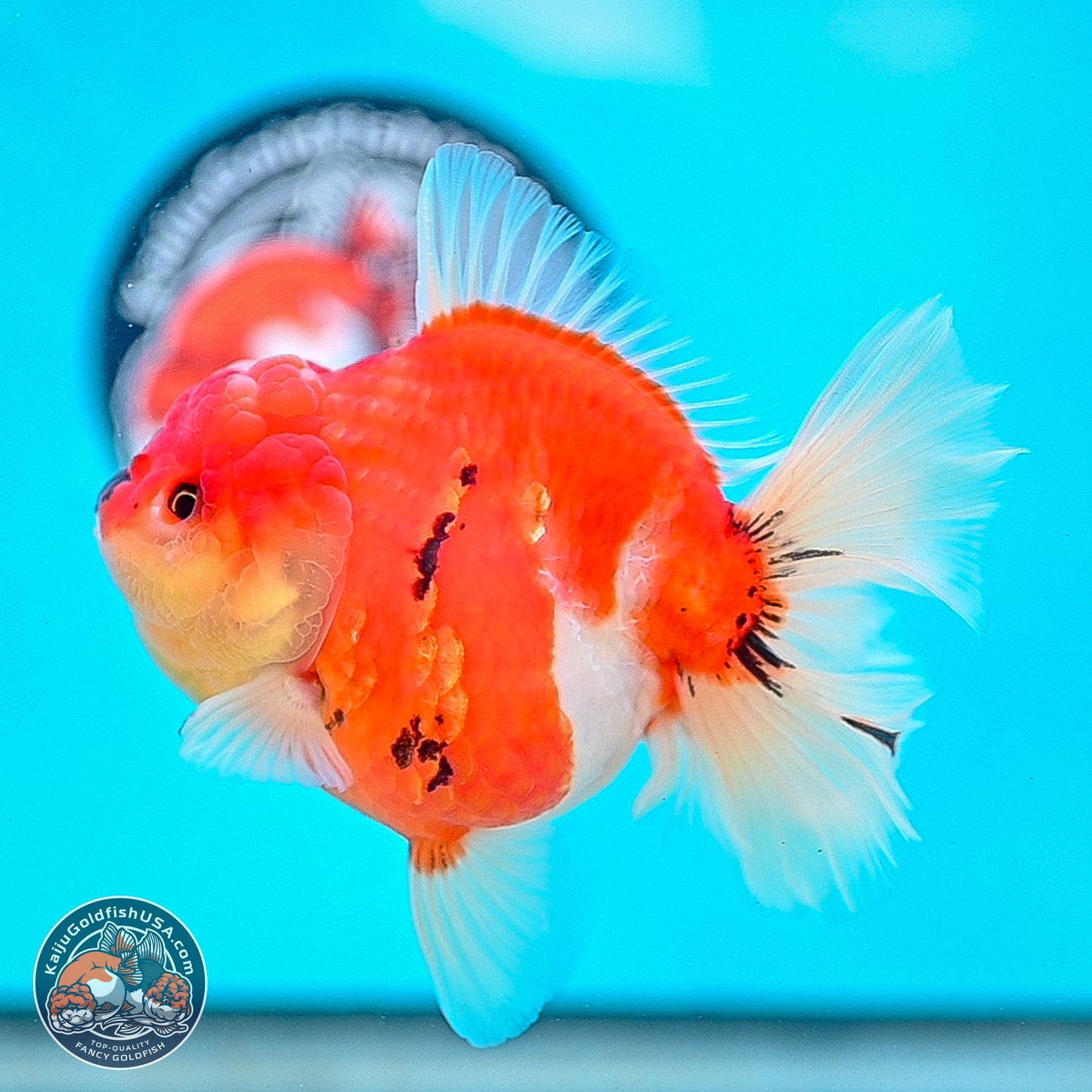 Tricolor Sakura Rose Tail Oranda 4 inches Body - Female (250214_OR01)