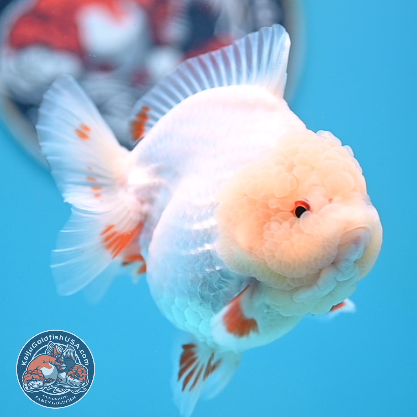 Jade Head Red White Oranda 4 inches Body (250523_OR01)