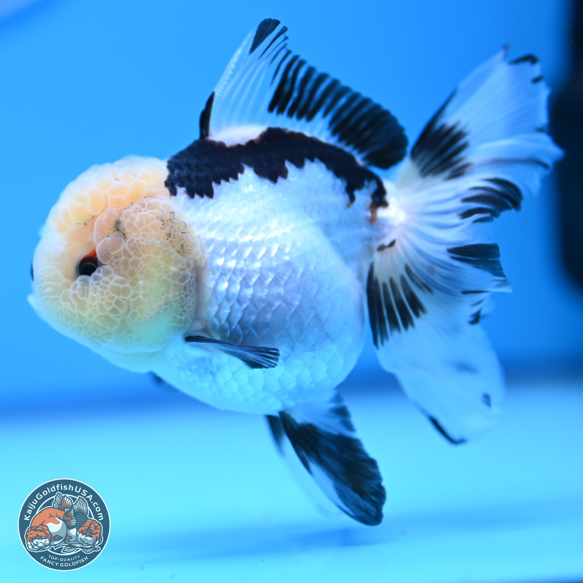 Panda Rose Tail Oranda 3.25in body (240809_OR01) - Kaiju Goldfish USA