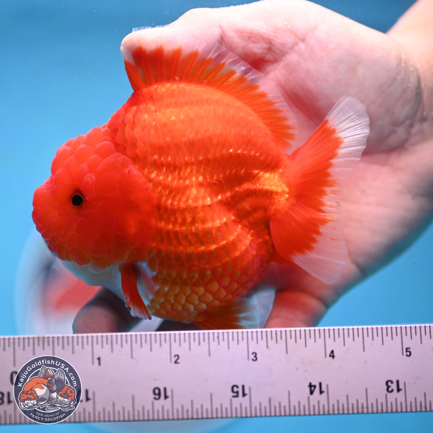 Red White YuanBao Oranda 3.5 inches Body - Female (250103_OR01) - Kaiju Goldfish USA