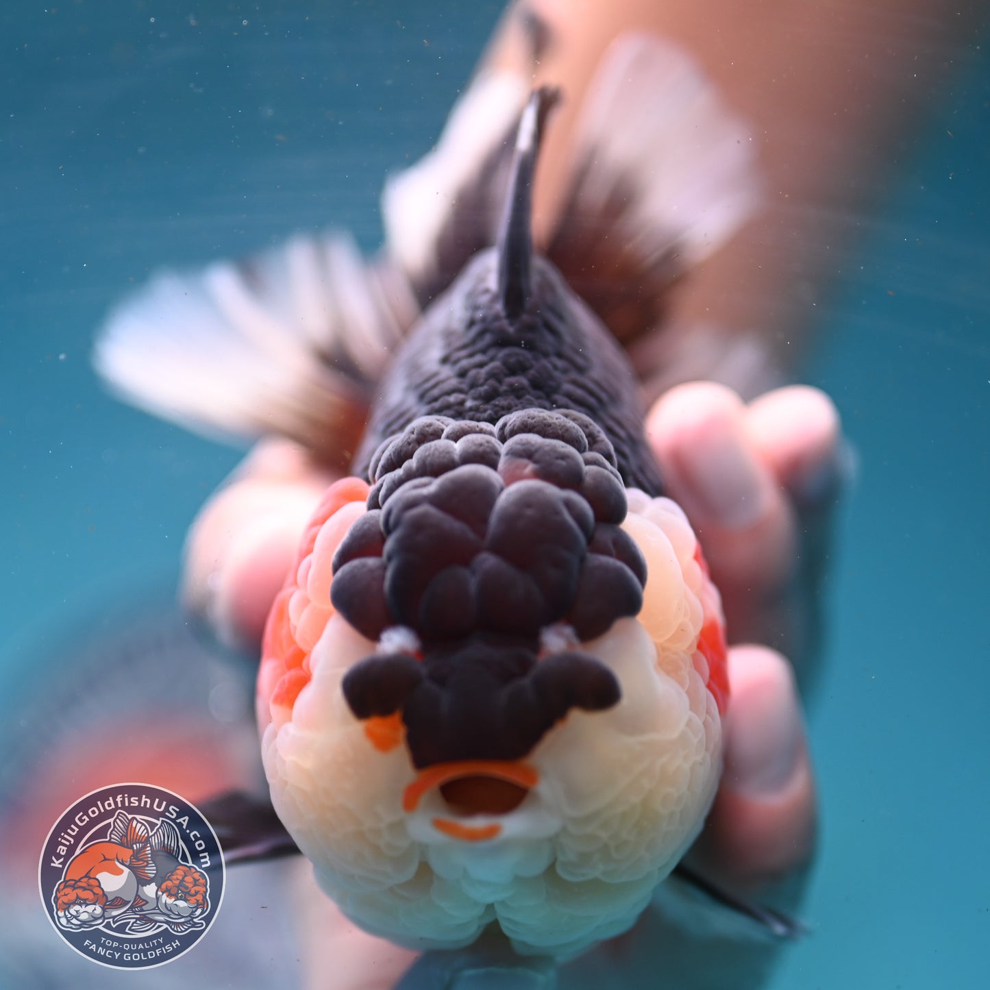 AAA Grade Tricolor Oranda 4.5 inch Body (250919_OR01)