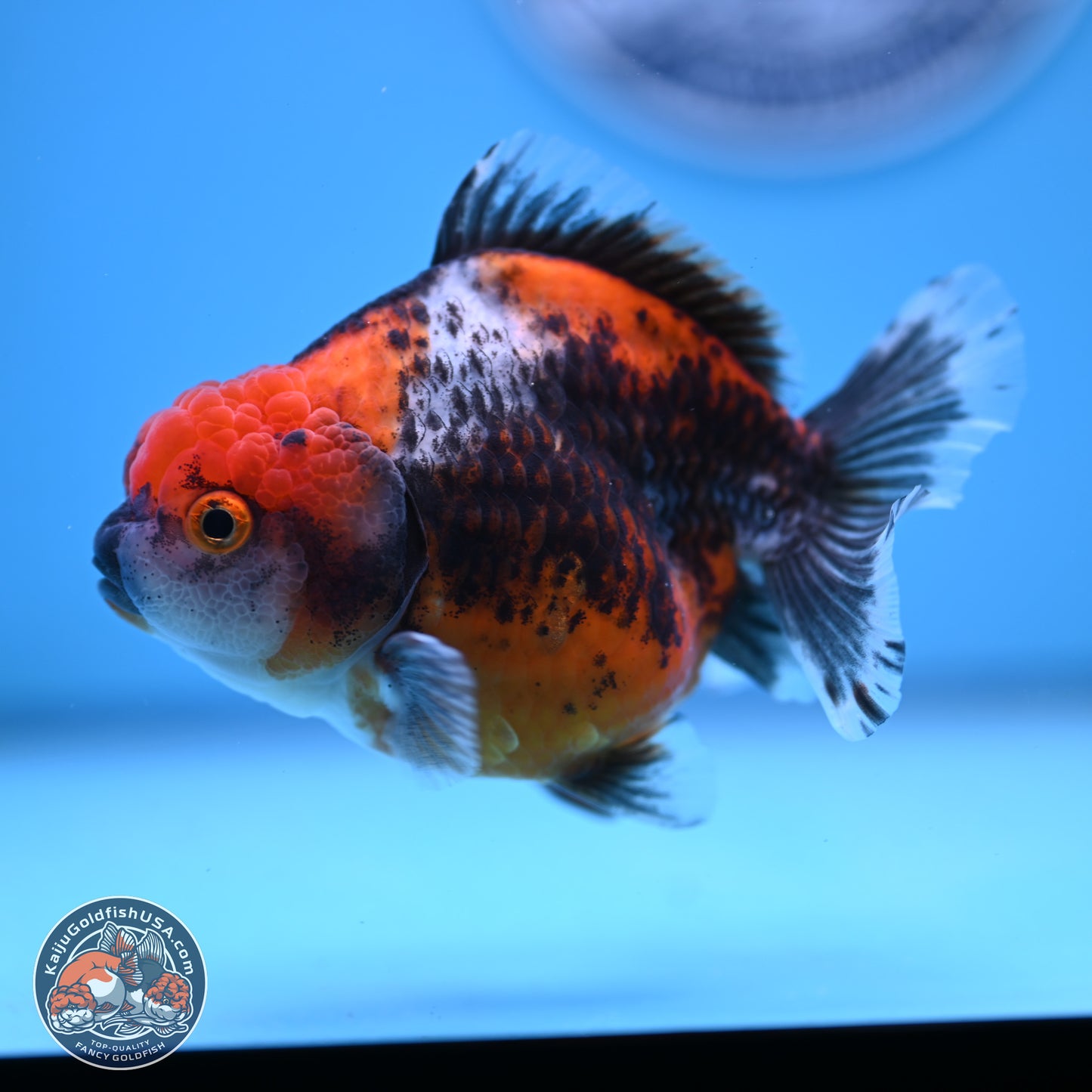 Shogun Kirin Oranda 3.75-4.5 in (241011_OR01) - Kaiju Goldfish USA