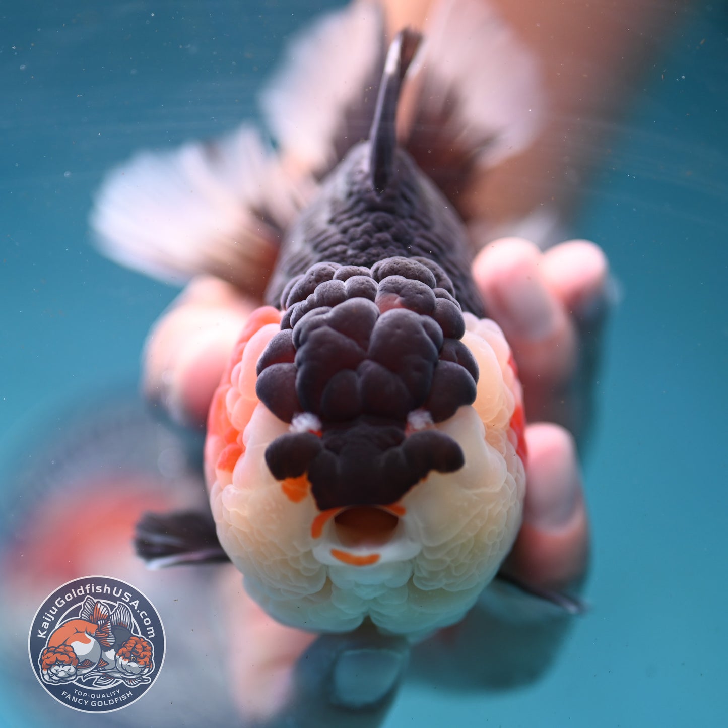 AAA Grade Tricolor Oranda 4.5 inch Body (250919_OR01)