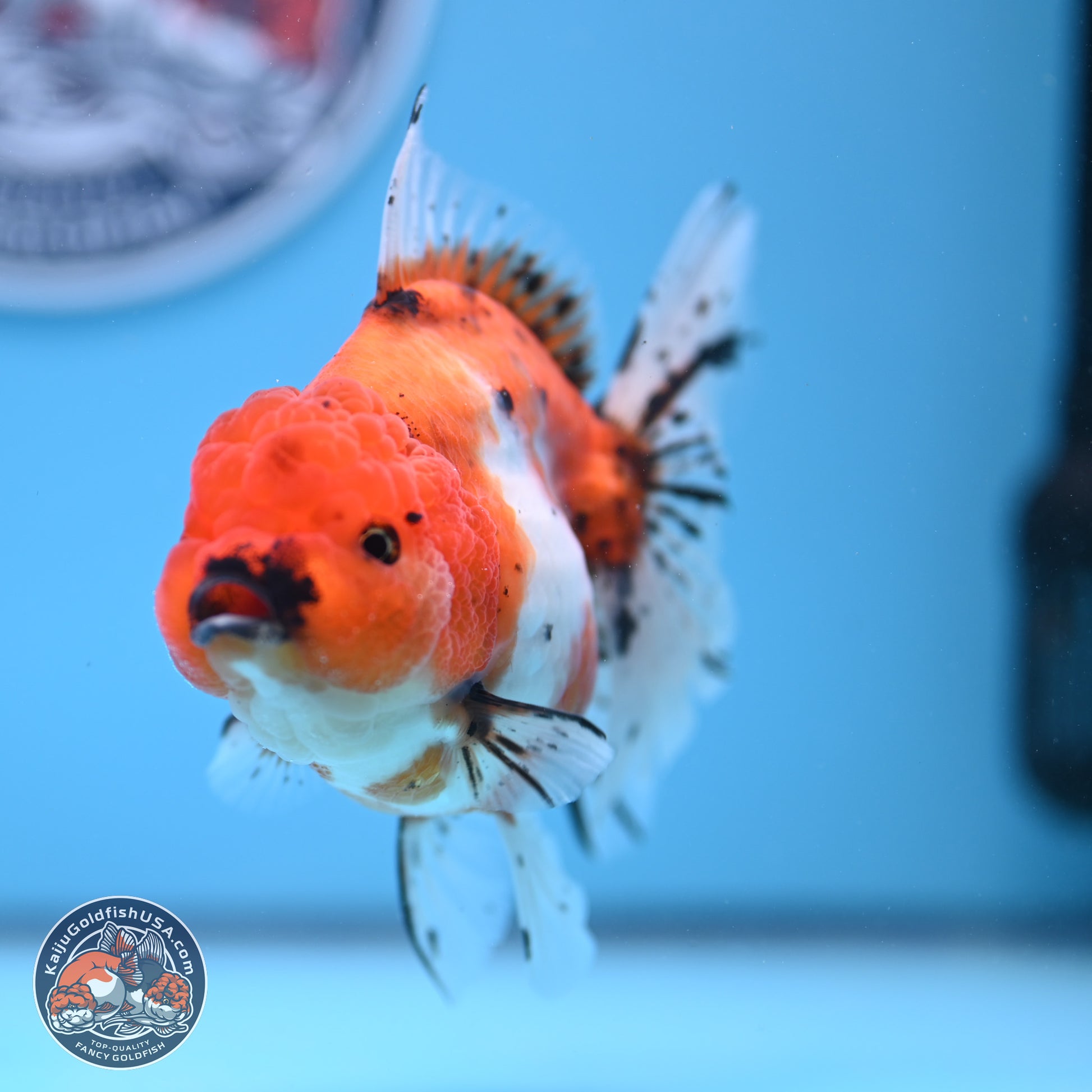 Shogun Tricolor Rose Tail Sakura Oranda 3.5in Body (240802_OR01) - Kaiju Goldfish USA