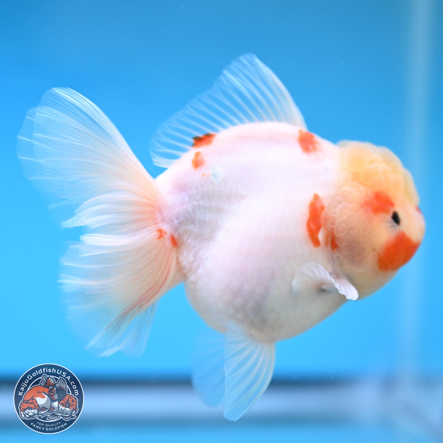 Sakura Rose Tail Oranda 4 inches Body - Female (250207_OR01)