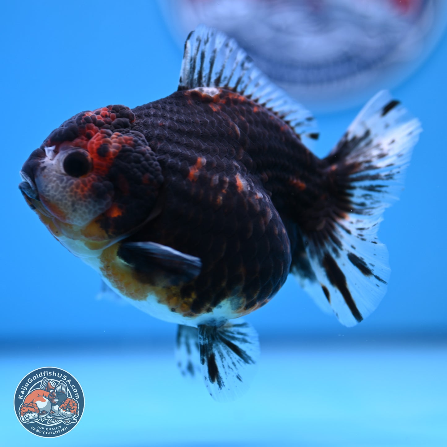 Shogun Kirin YuanBao Oranda 4in Body (240816_OR01) - Kaiju Goldfish USA