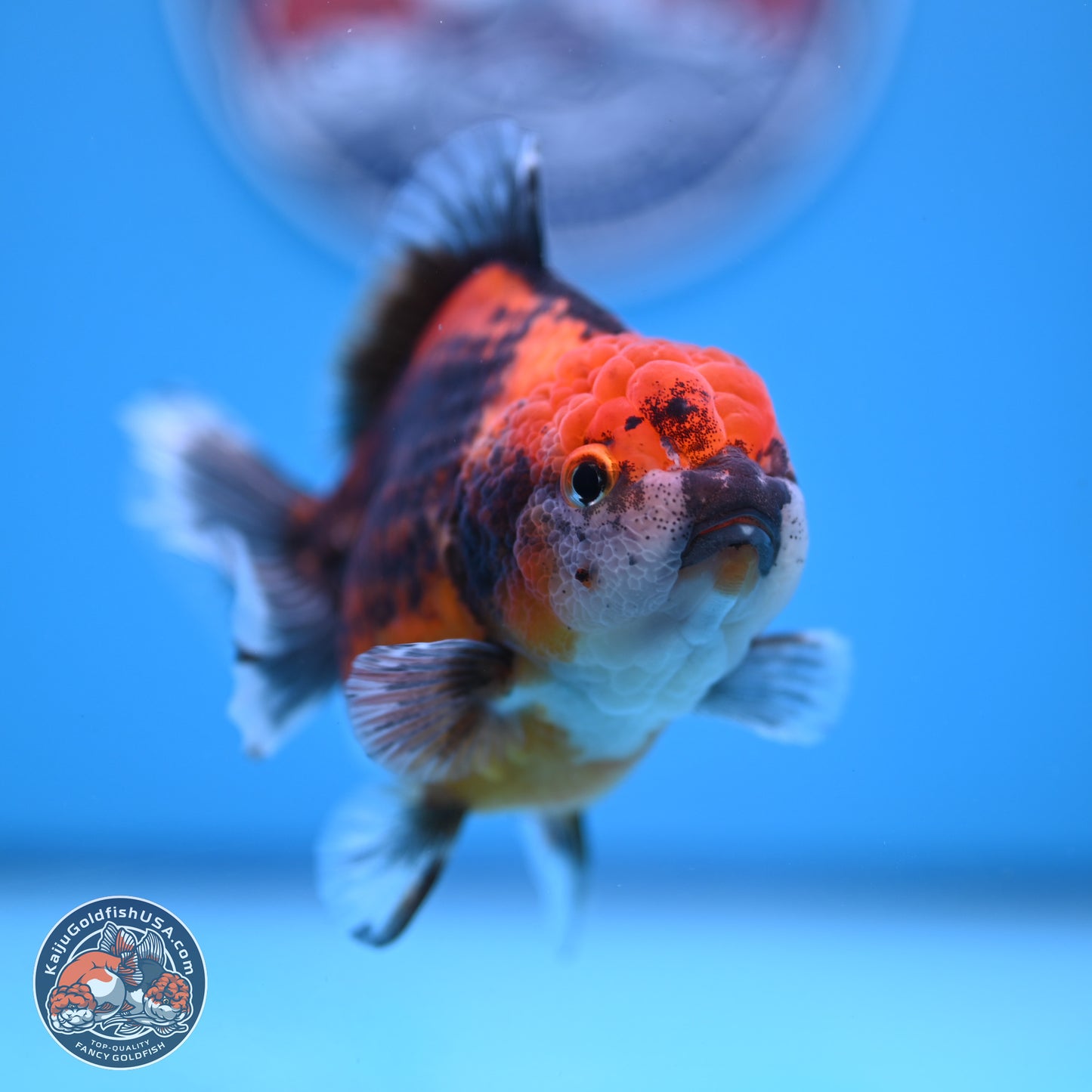 Shogun Kirin Oranda 3.75-4.5 in (241011_OR01) - Kaiju Goldfish USA