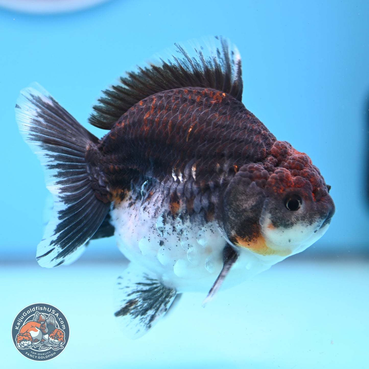 Shogun Kirin Oranda 3.5-4 inches (241004_OR01) - Kaiju Goldfish USA