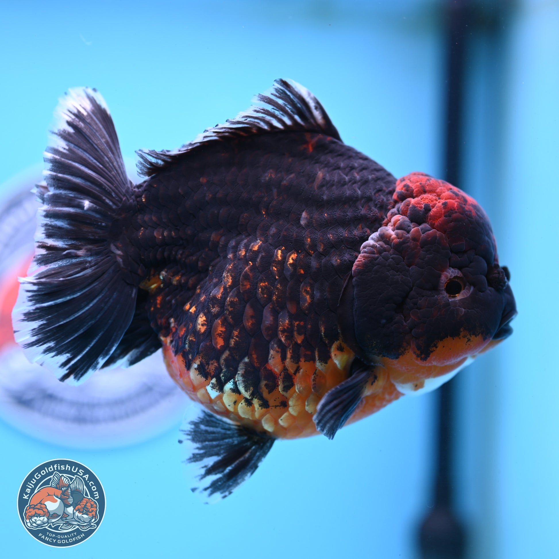 Super Jumbo Shogun Godzilla Red Kirin Oranda 7 inches (241025_OR01) - Kaiju Goldfish USA