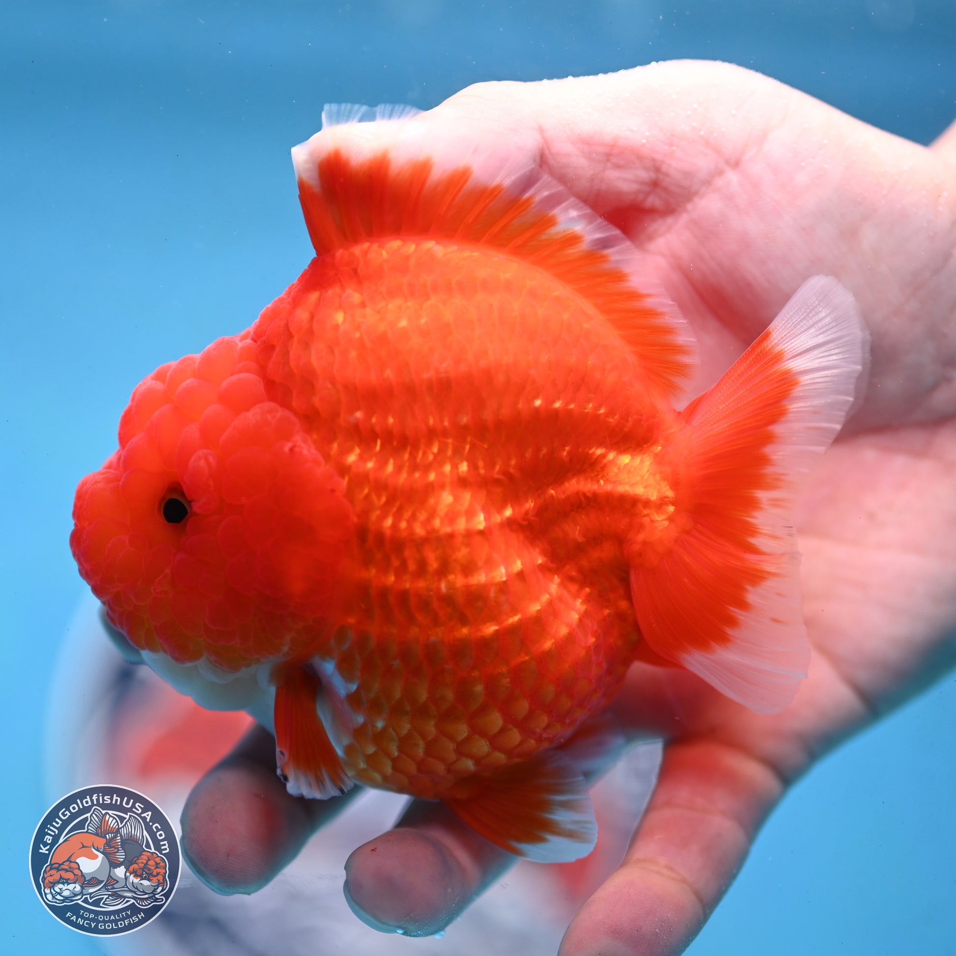 Red White YuanBao Oranda 3.5 inches Body - Female (250103_OR01) - Kaiju Goldfish USA