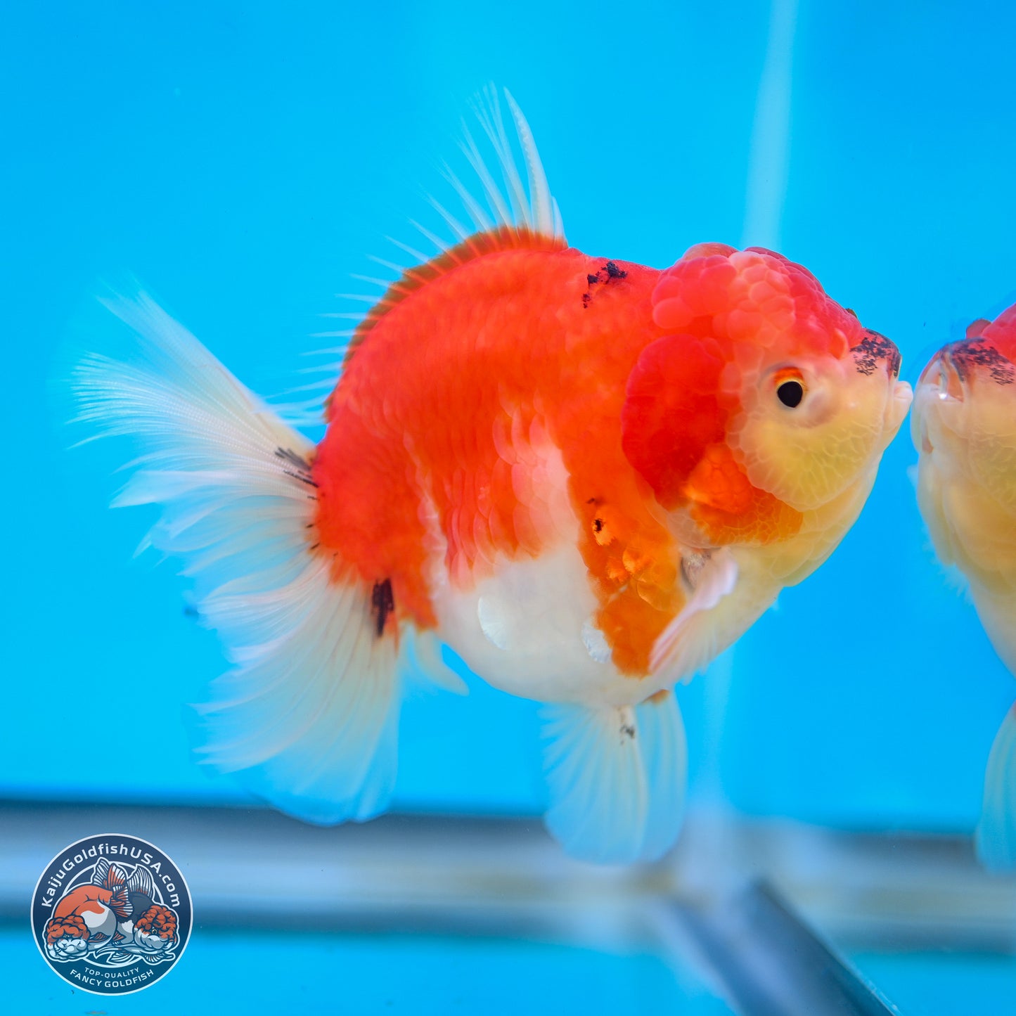 Tricolor Sakura Rose Tail Oranda 4 inches Body - Female (250214_OR01)