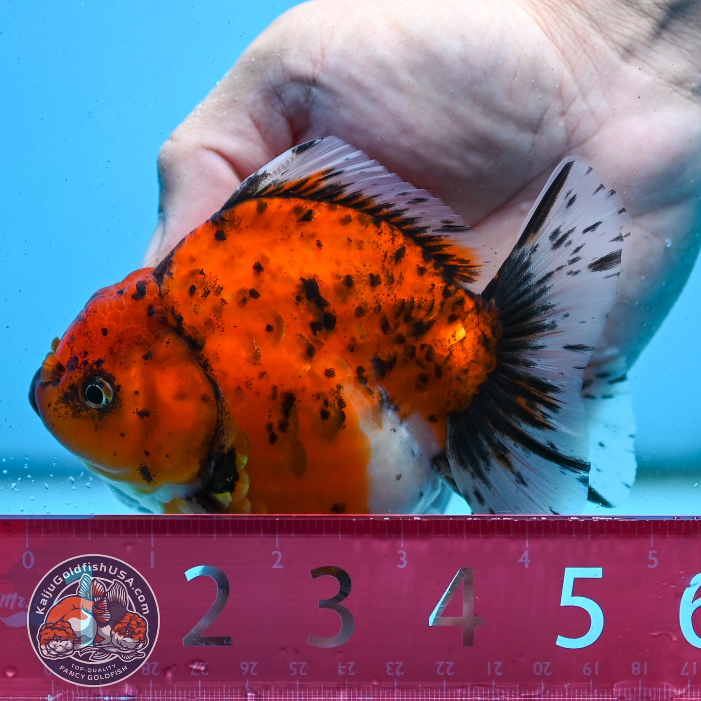 Shogun Tiger Oranda 3.8 inches Body - Female (250418_OR01)