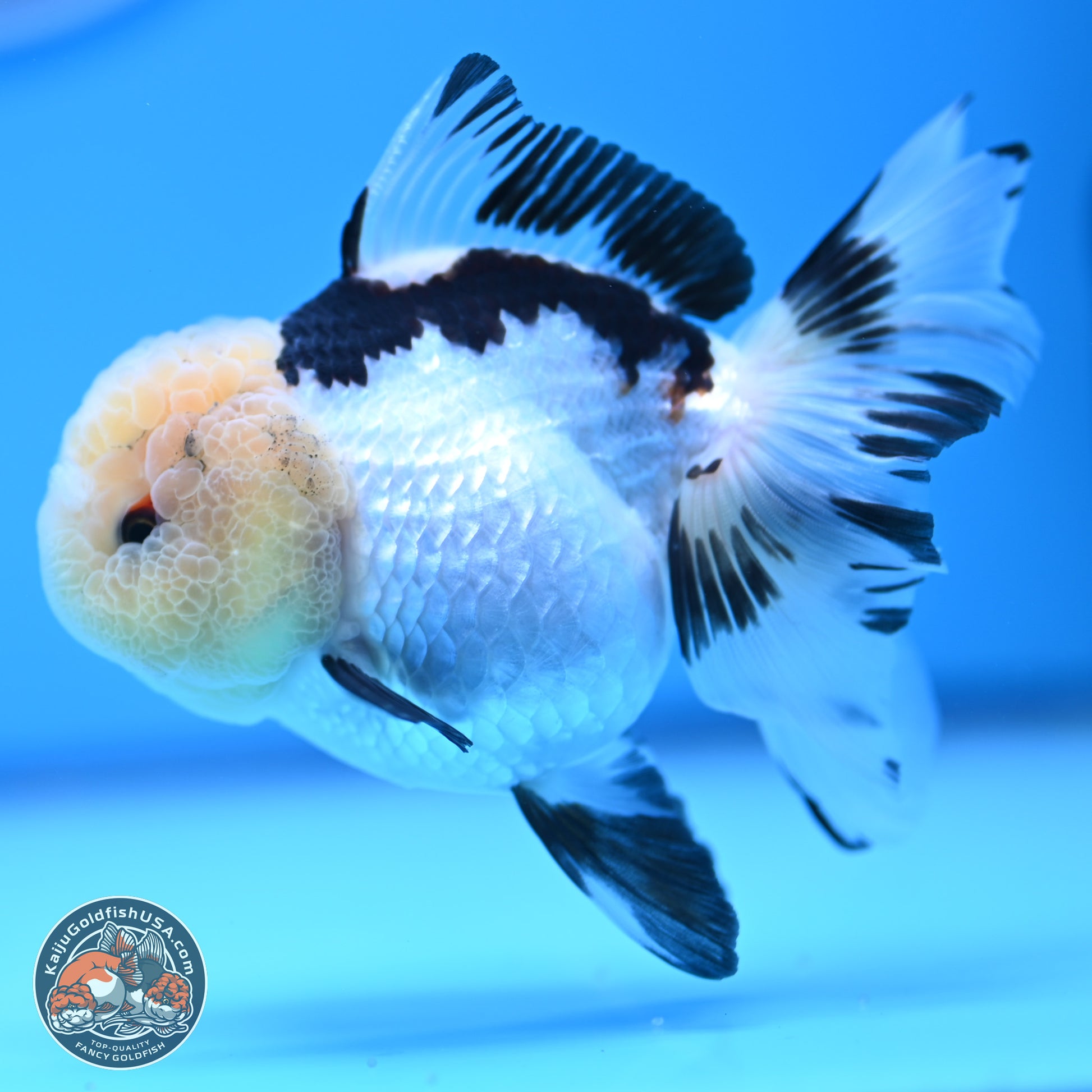 Panda Rose Tail Oranda 3.25in body (240809_OR01) - Kaiju Goldfish USA