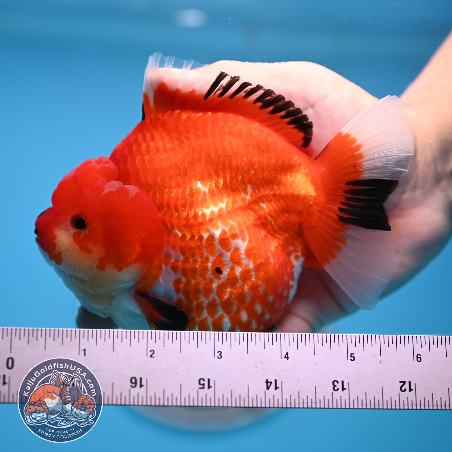 Jumbo Red White YuanBao Oranda 4.5 inches Body (250516_OR01)