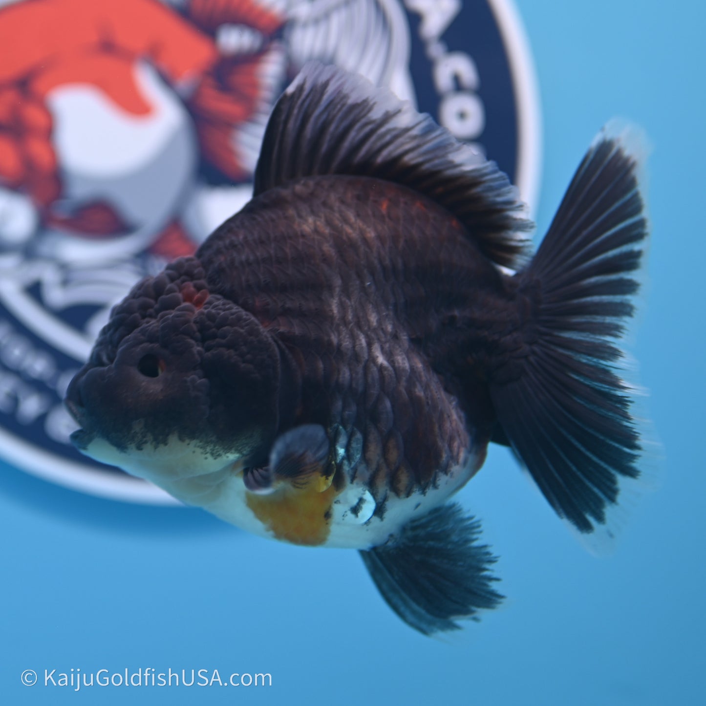 Shogun Godzilla Kirin Oranda 3.5in Body (240719_OR01) - Kaiju Goldfish USA