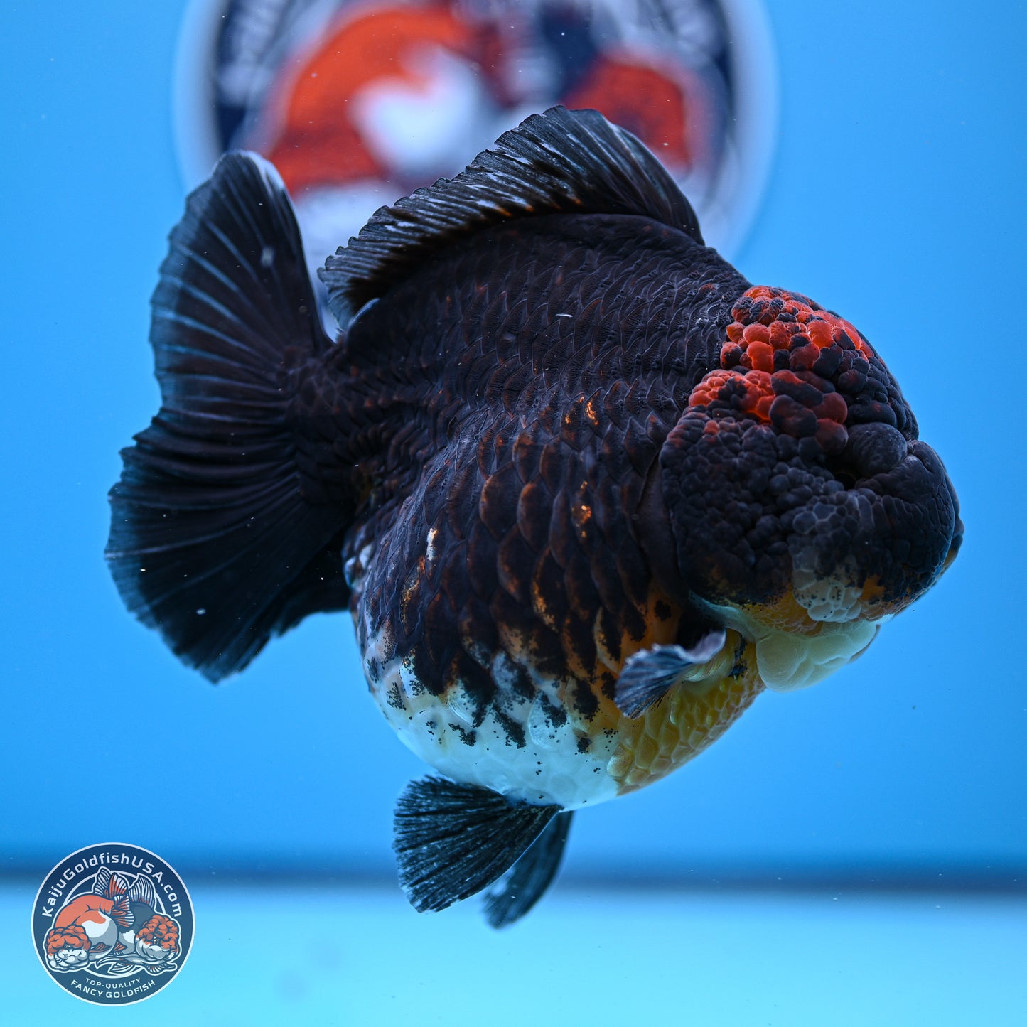 Jumbo Shogun Godzilla Kirin Oranda 5in Body (240823_OR1) - Overnight shipping only - Kaiju Goldfish USA