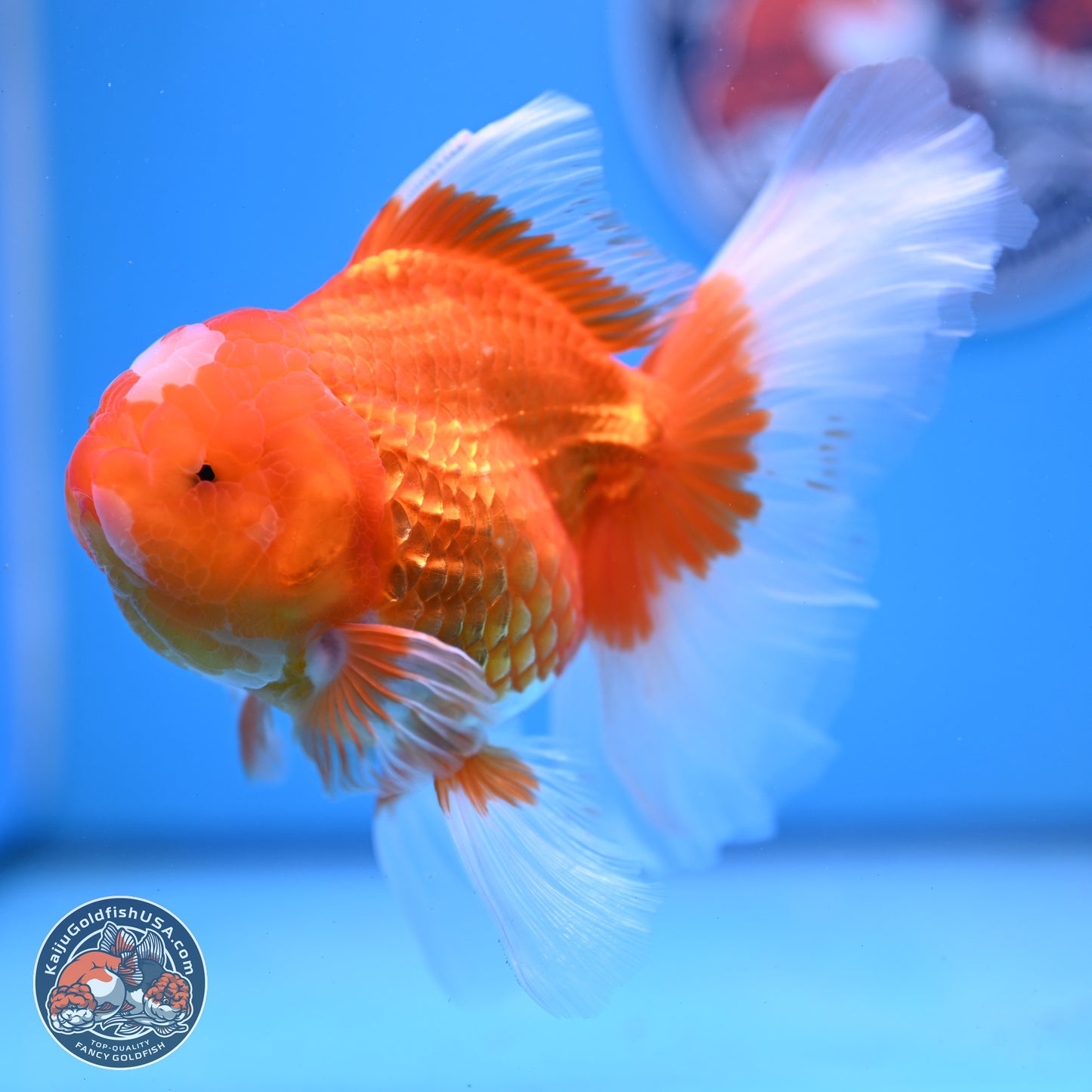 Jade Seal Red White Rose Tail Oranda 4-5 inches (240913_OR01) - Kaiju Goldfish USA