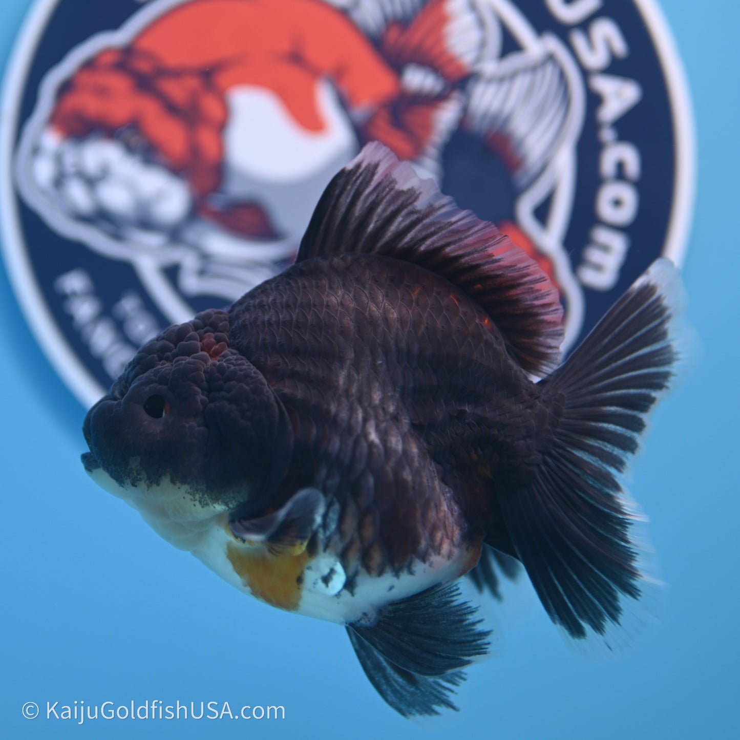 Shogun Godzilla Kirin Oranda 3.5in Body (240719_OR01) - Kaiju Goldfish USA