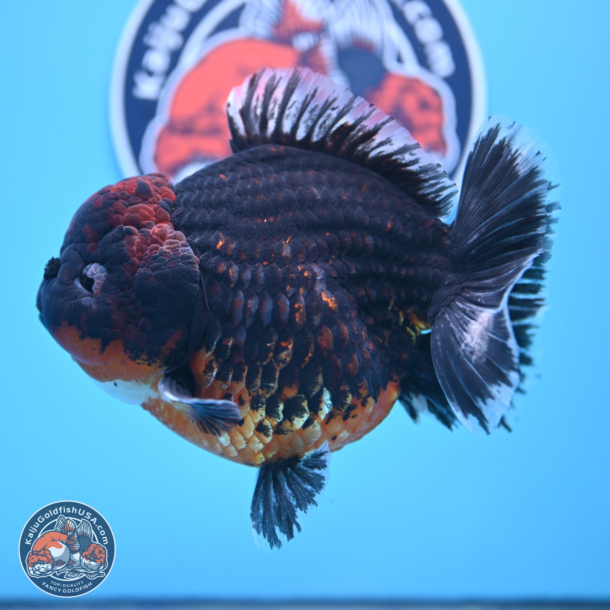 Super Jumbo Shogun Godzilla Red Kirin Oranda 7 inches (241025_OR01) - Kaiju Goldfish USA