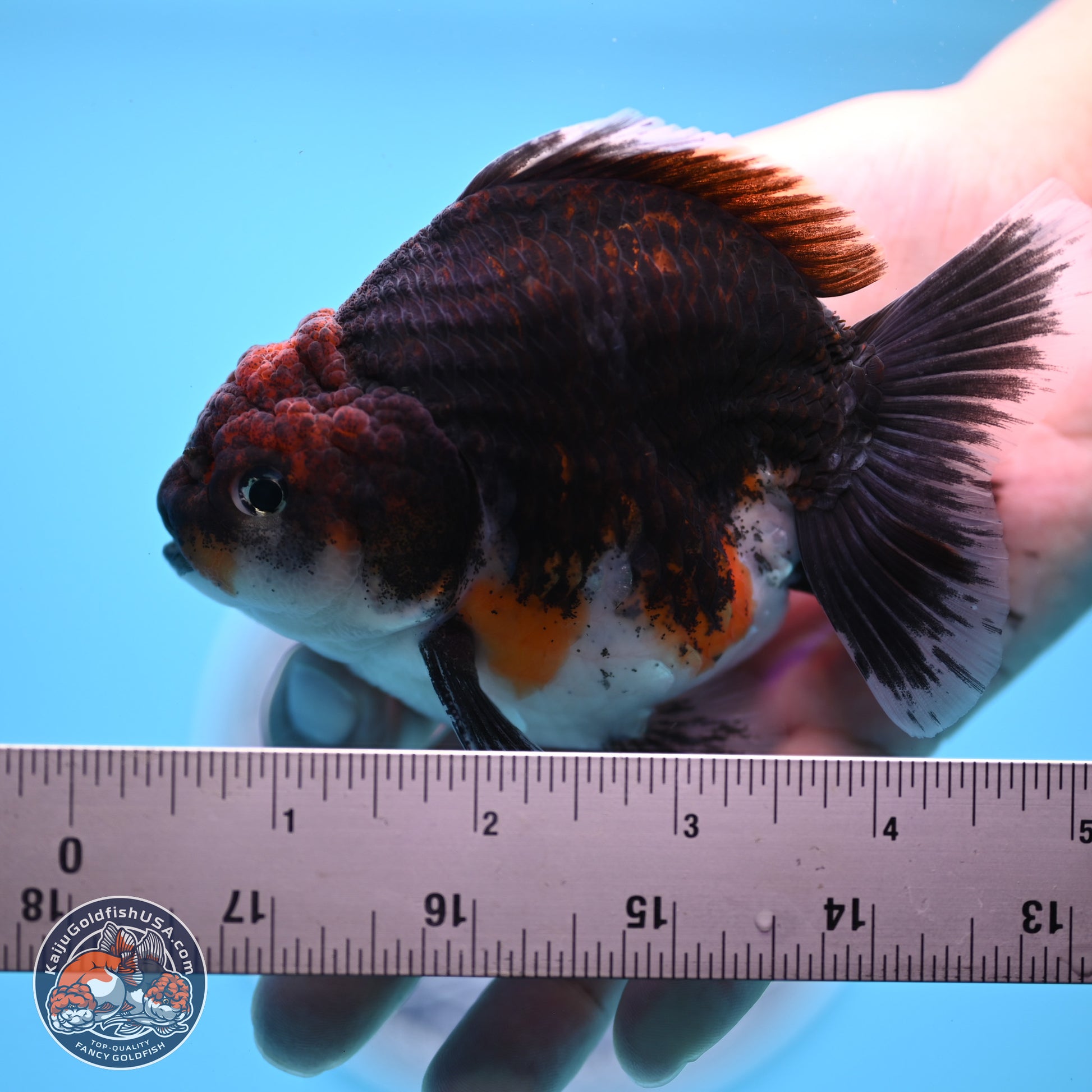 Shogun Kirin Oranda 3.5-4 inches (241004_OR01) - Kaiju Goldfish USA