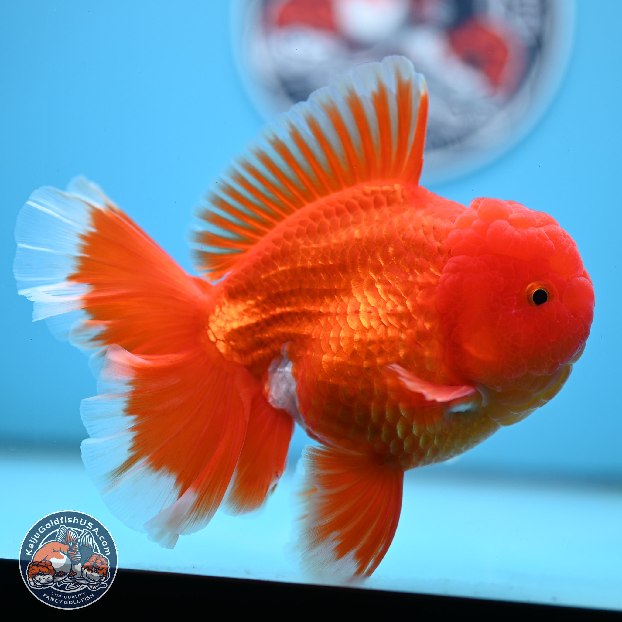 Randa Fish Red White Orchid Tail Oranda Goldfish for Sale | Kaiju Goldfish USA