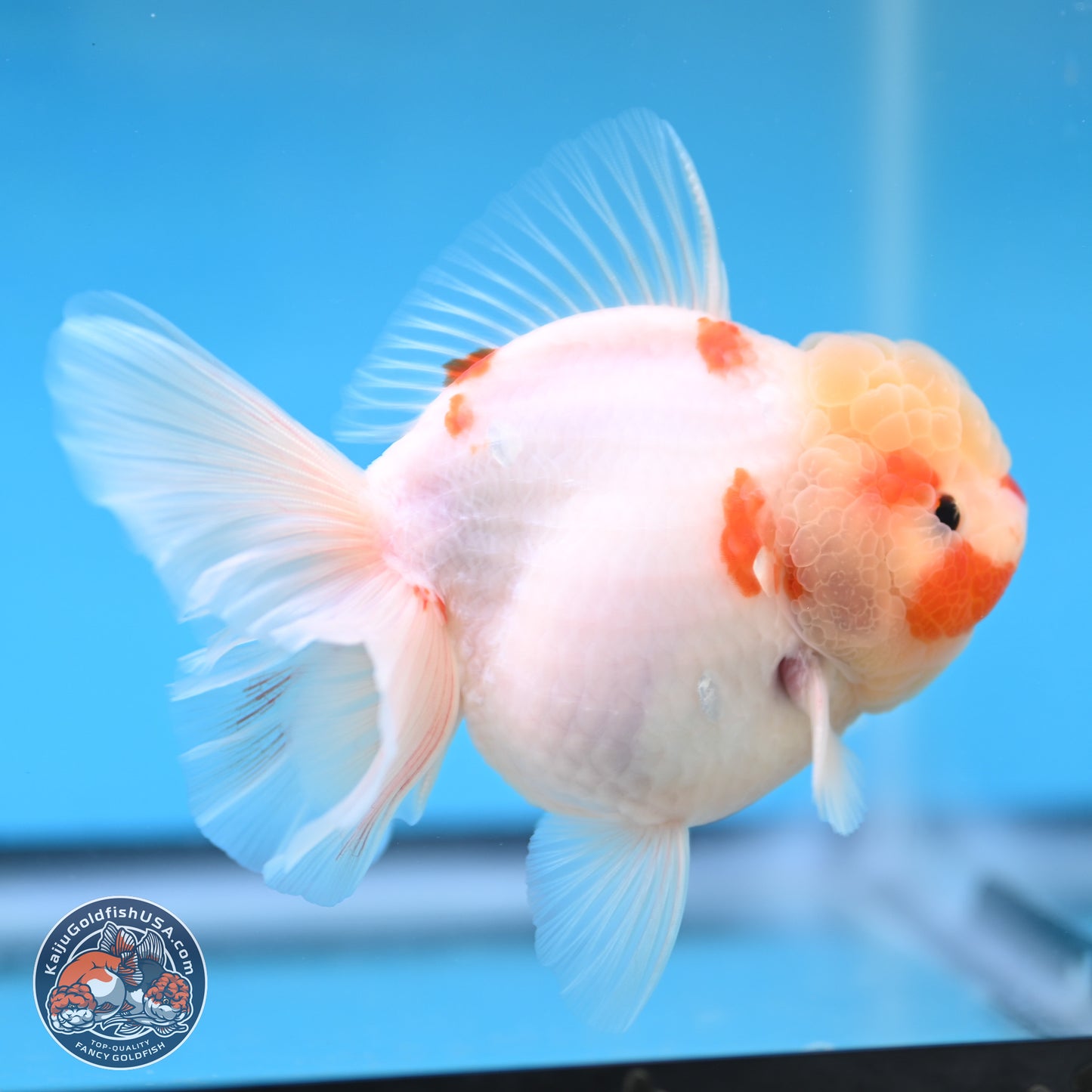 Sakura Rose Tail Oranda 4 inches Body - Female (250207_OR01)