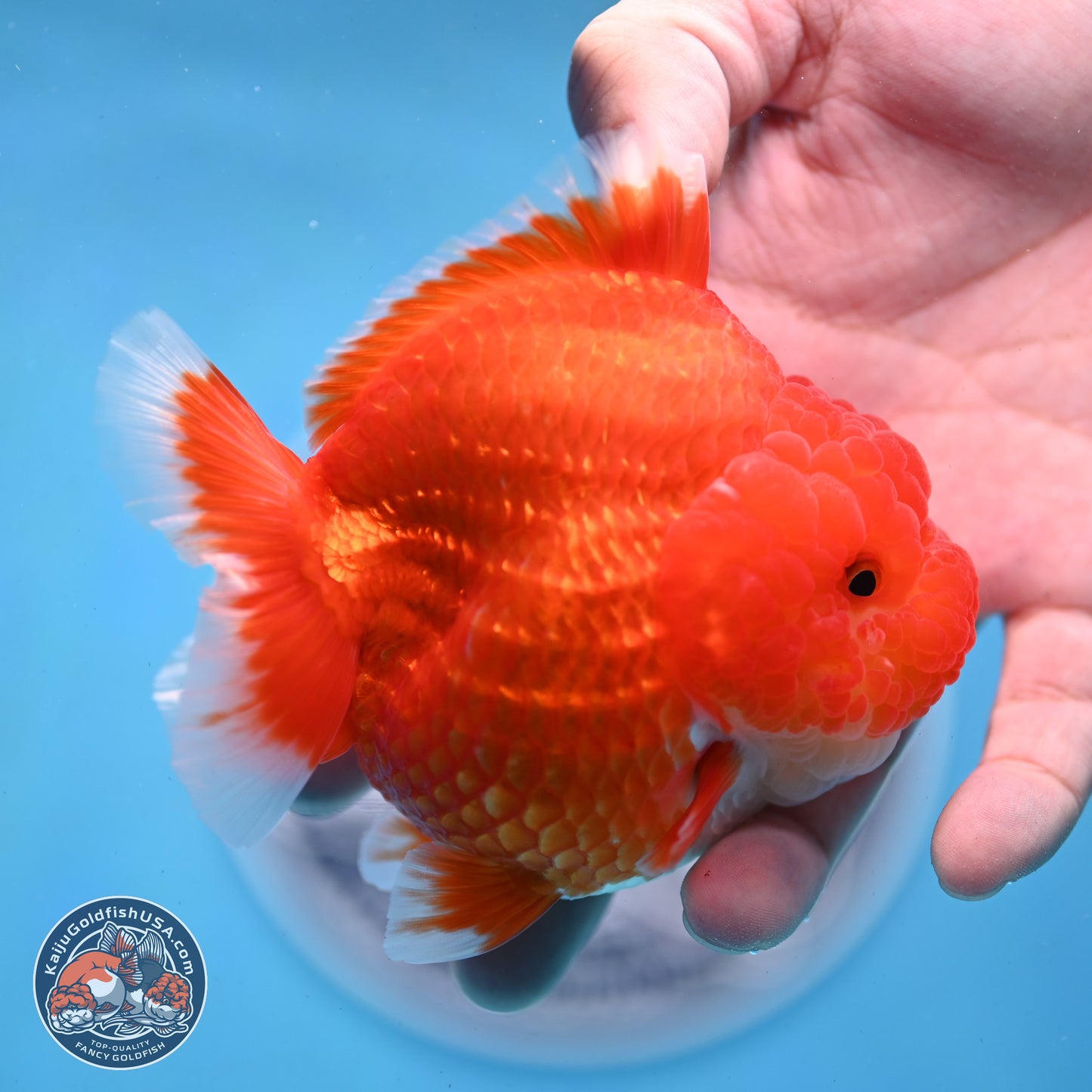 Red White YuanBao Oranda 3.5 inches Body - Female (250103_OR01) - Kaiju Goldfish USA