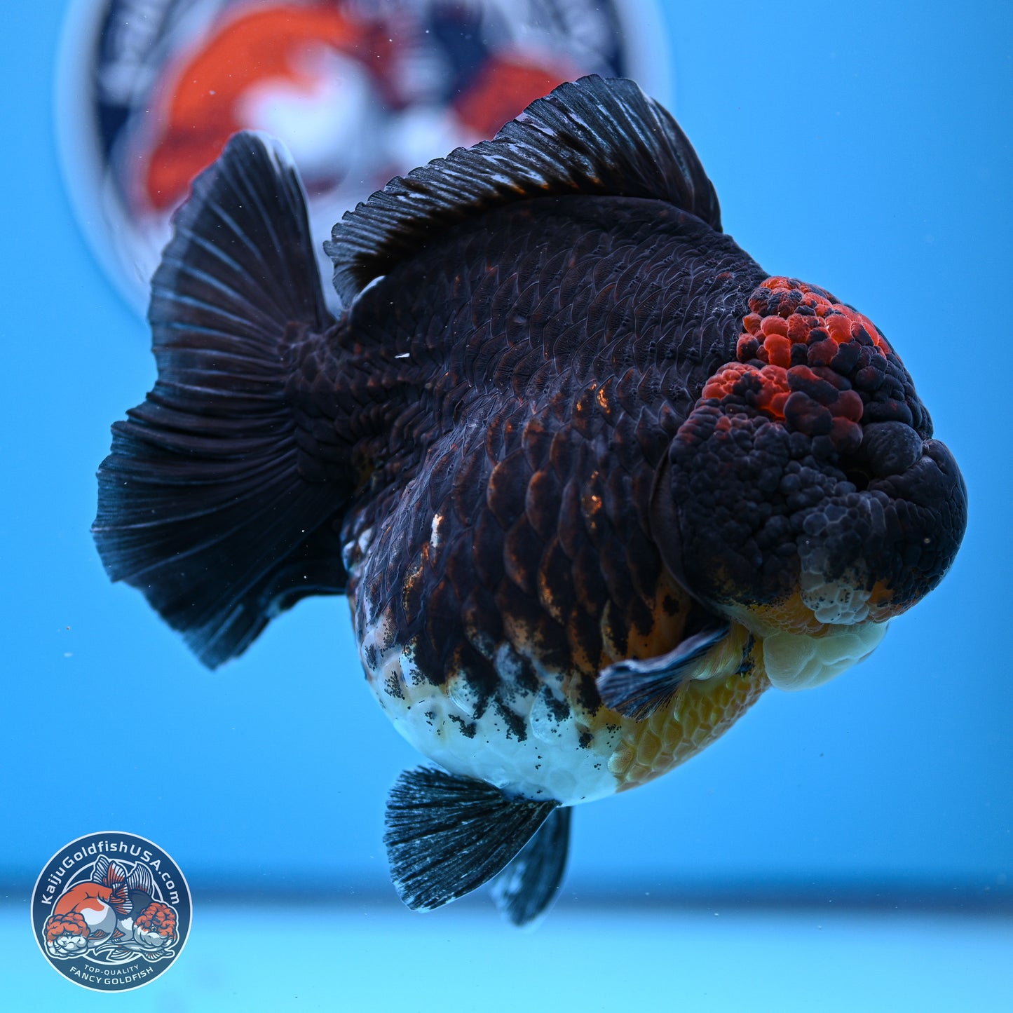 Jumbo Shogun Godzilla Kirin Oranda 5in Body (240823_OR1) - Overnight shipping only - Kaiju Goldfish USA