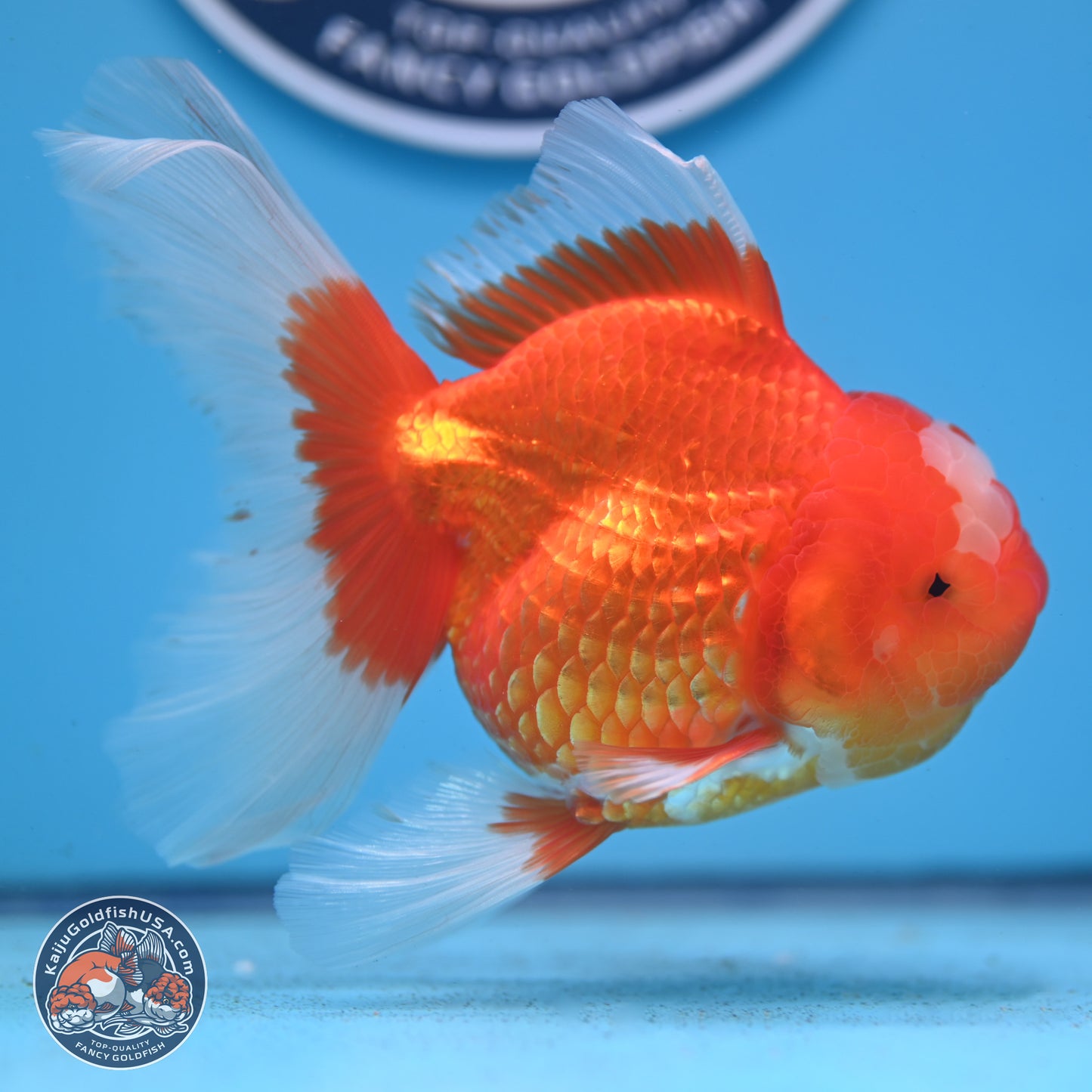 Jade Seal Red White Rose Tail Oranda 4-5 inches (240913_OR01) - Kaiju Goldfish USA