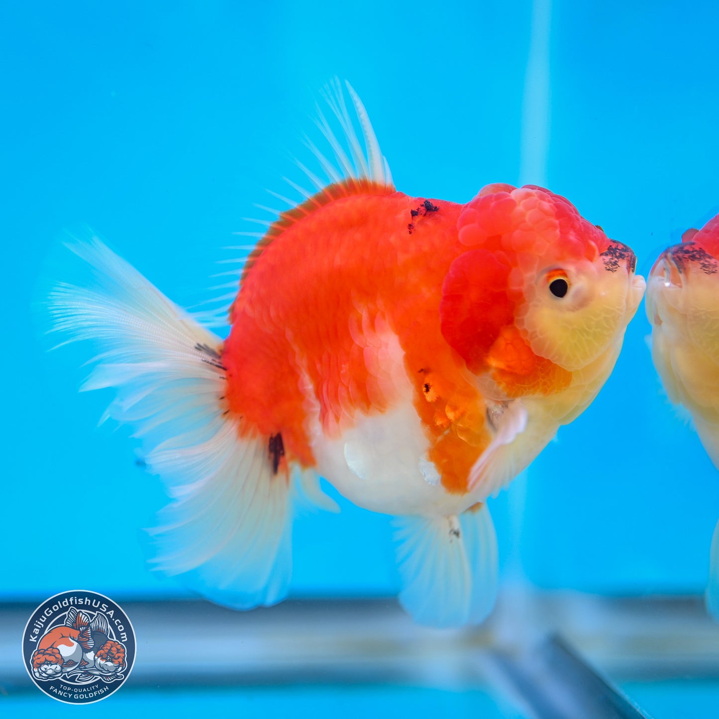 Tricolor Sakura Rose Tail Oranda 4 inches Body - Female (250214_OR01)