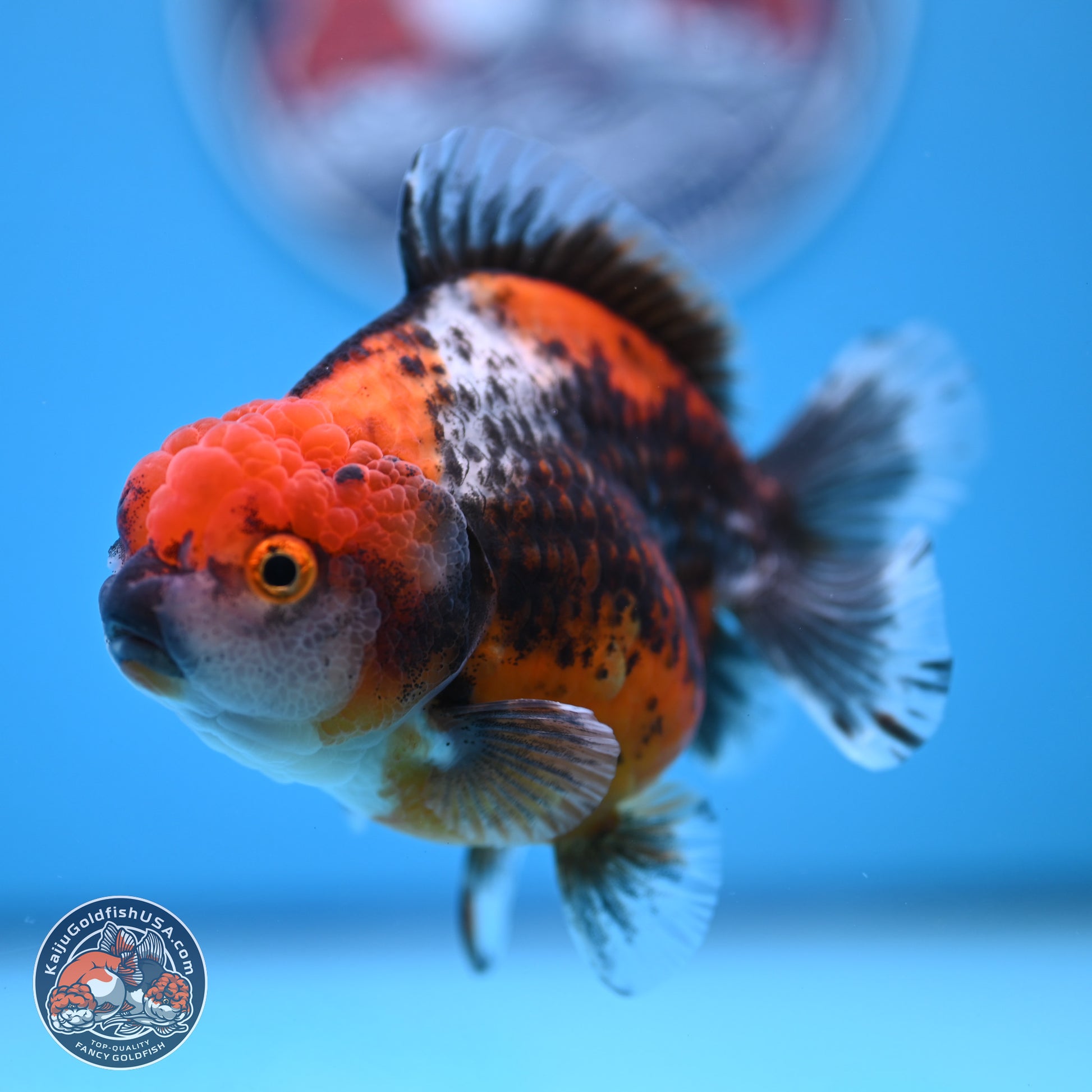 Shogun Kirin Oranda 3.75-4.5 in (241011_OR01) - Kaiju Goldfish USA