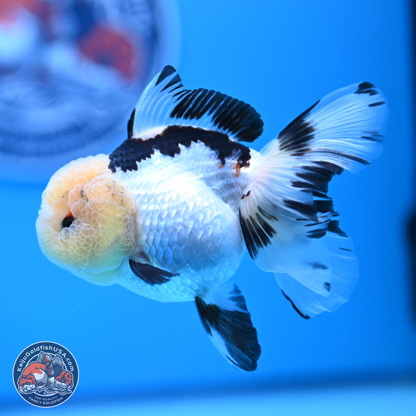 Panda Rose Tail Oranda 3.25in body (240809_OR01) - Kaiju Goldfish USA