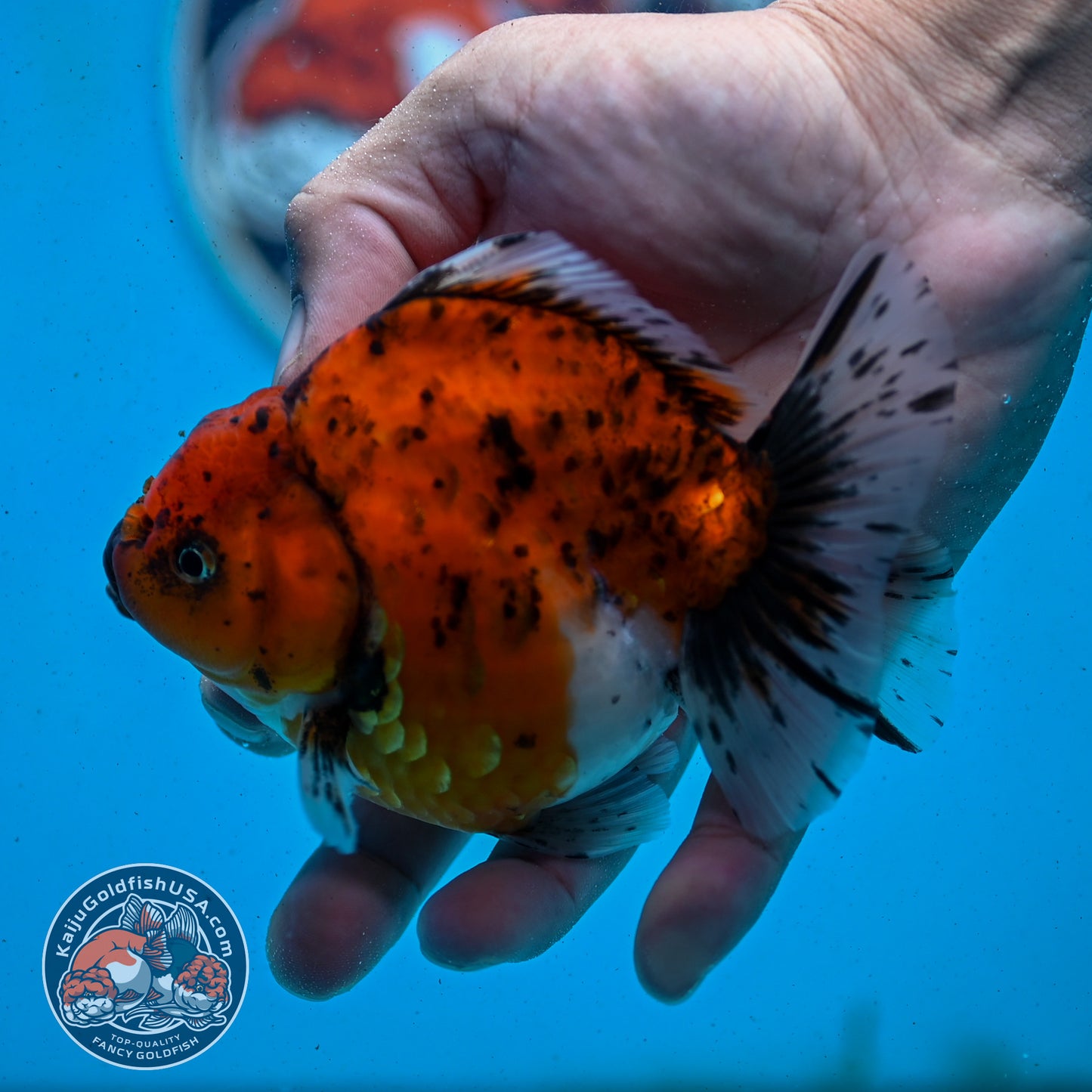 Shogun Tiger Oranda 3.8 inches Body - Female (250418_OR01)