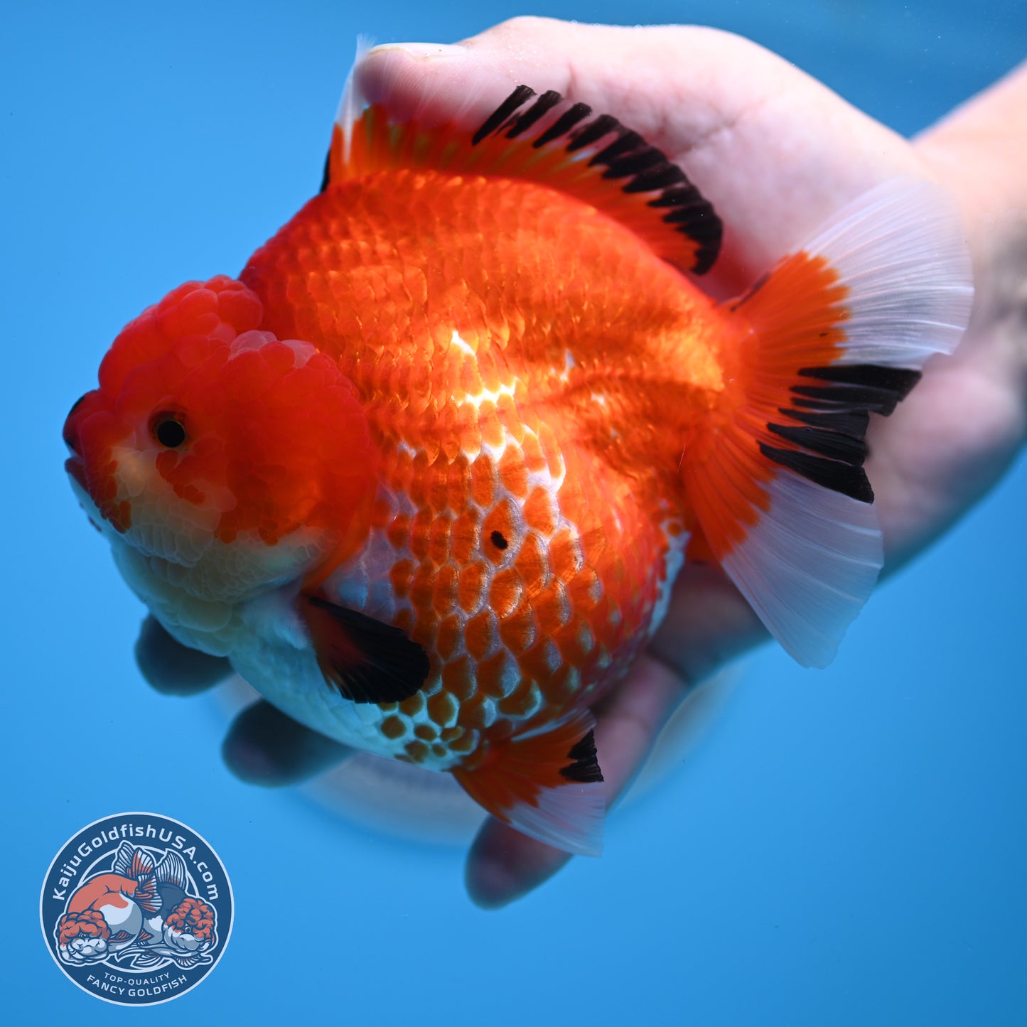 Jumbo Red White YuanBao Oranda 4.5 inches Body (250516_OR01)