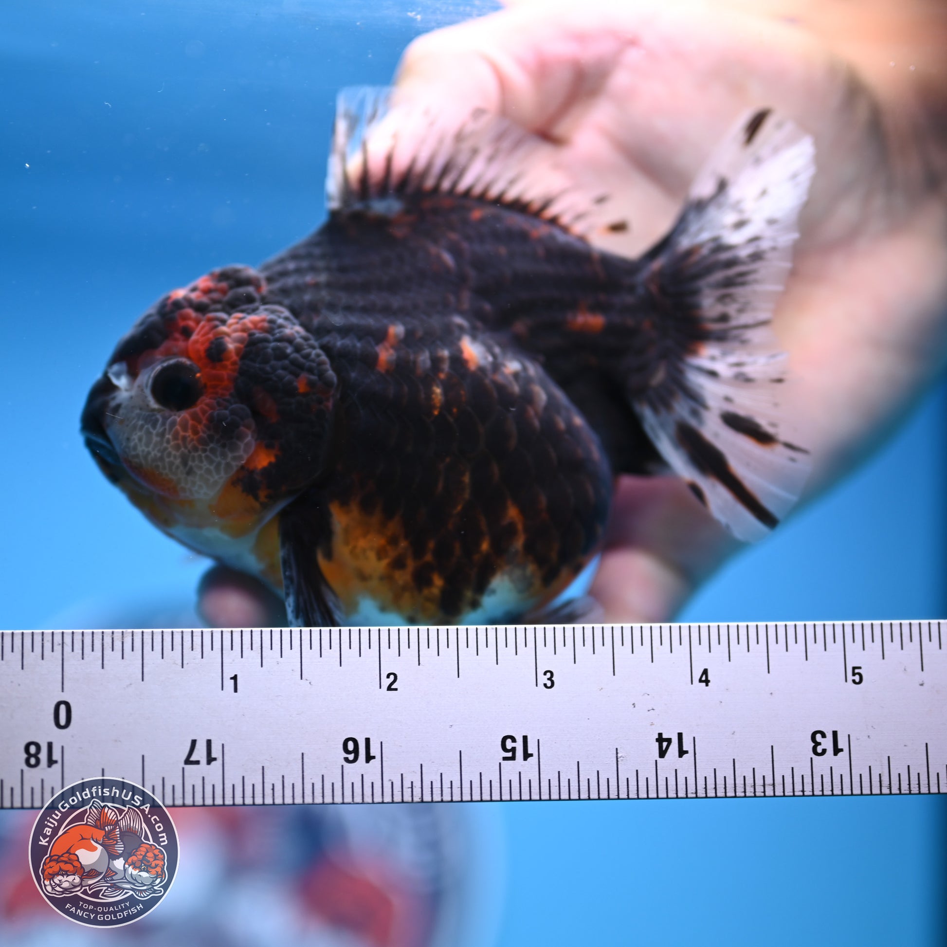 Shogun Kirin YuanBao Oranda 4in Body (240816_OR01) - Kaiju Goldfish USA