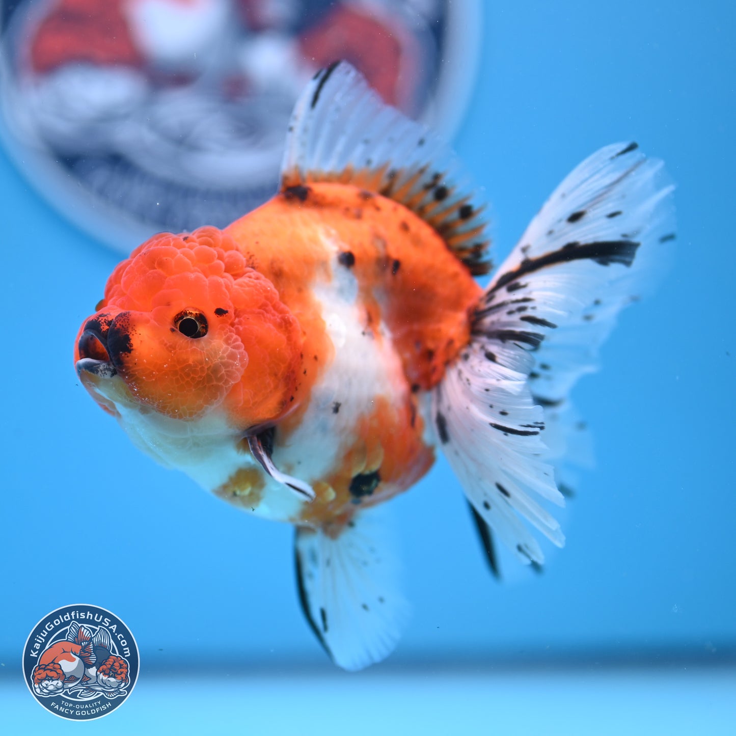 Shogun Tricolor Rose Tail Sakura Oranda 3.5in Body (240802_OR01) - Kaiju Goldfish USA