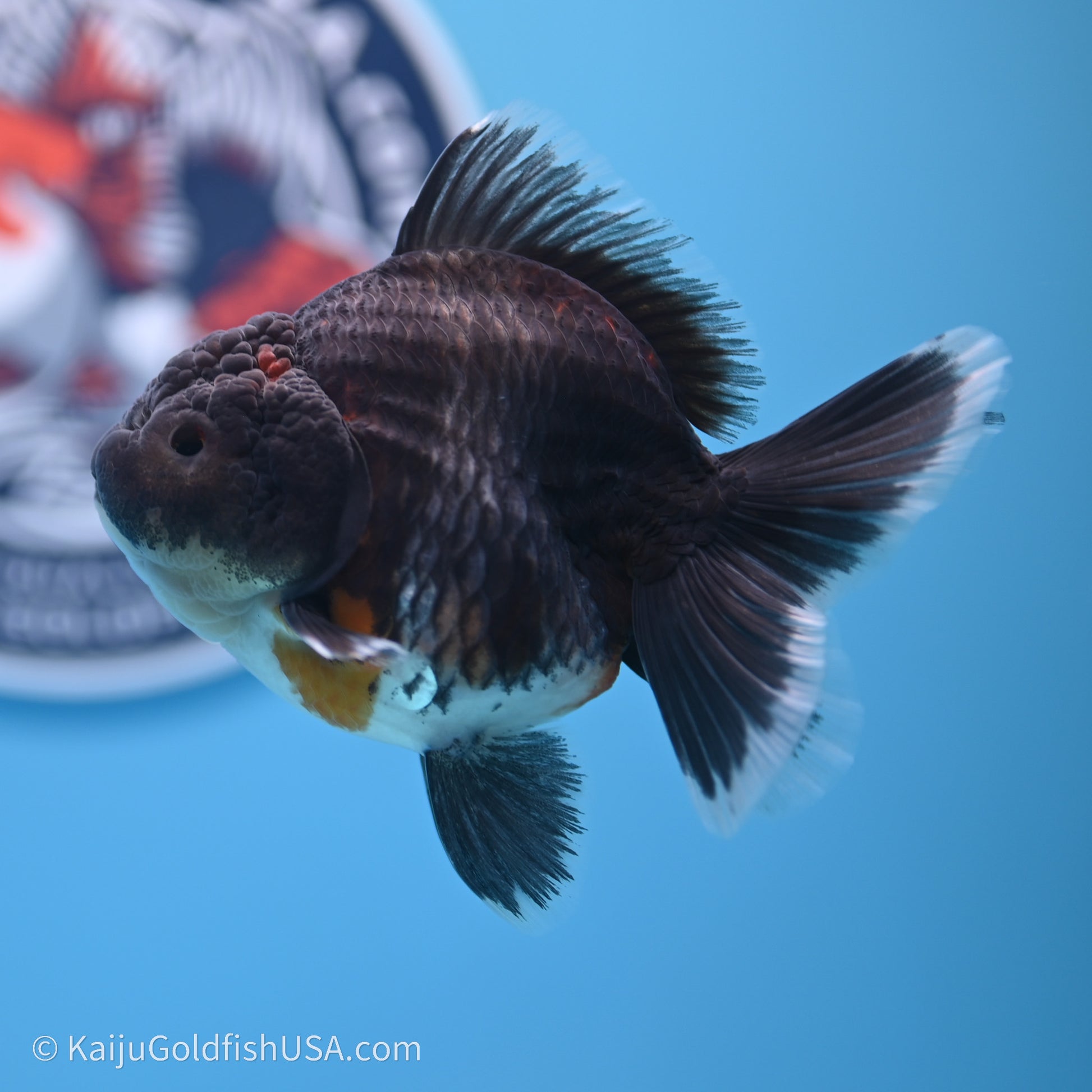 Shogun Godzilla Kirin Oranda 3.5in Body (240719_OR01) - Kaiju Goldfish USA