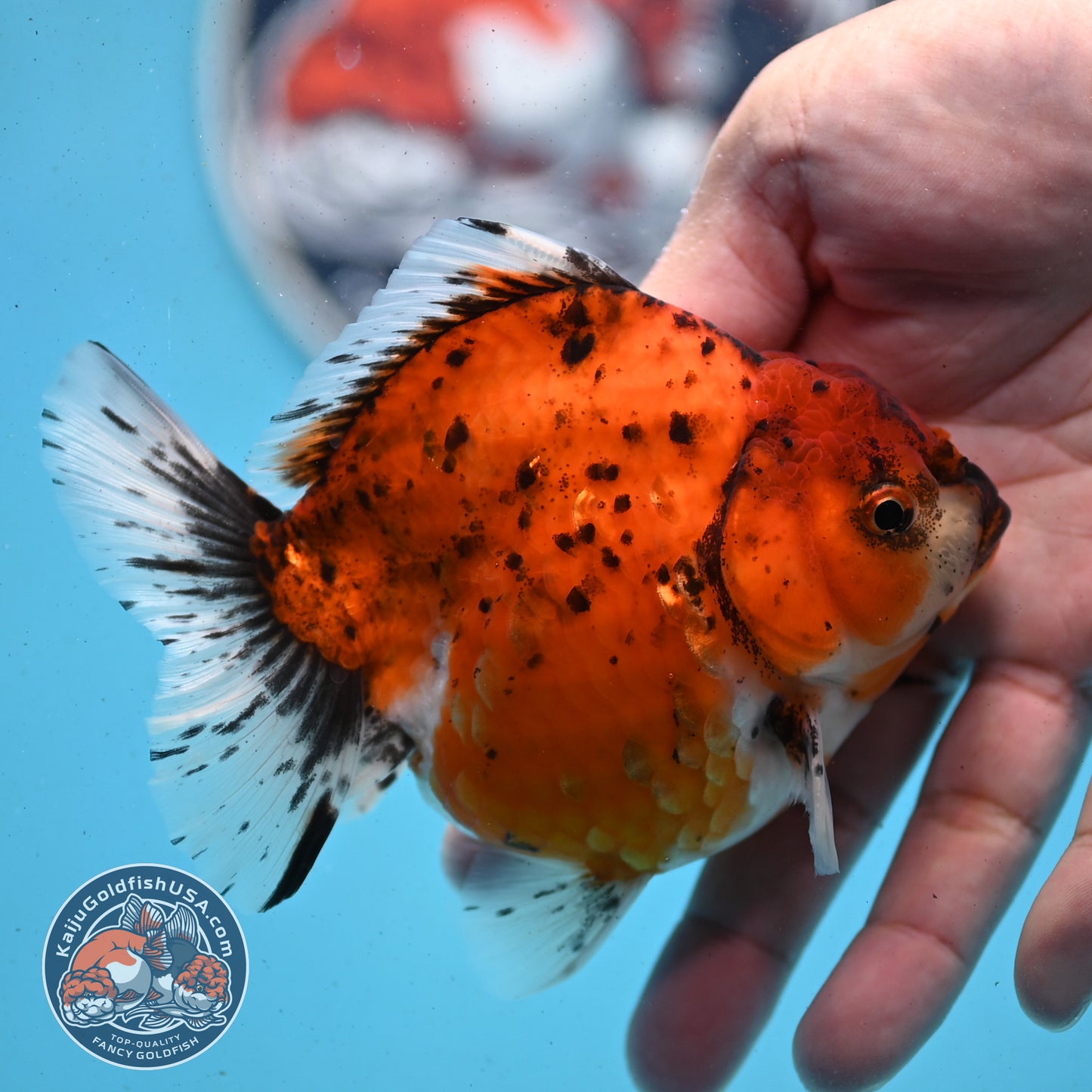Shogun Tiger Oranda 3.8 inches Body - Female (250418_OR01)